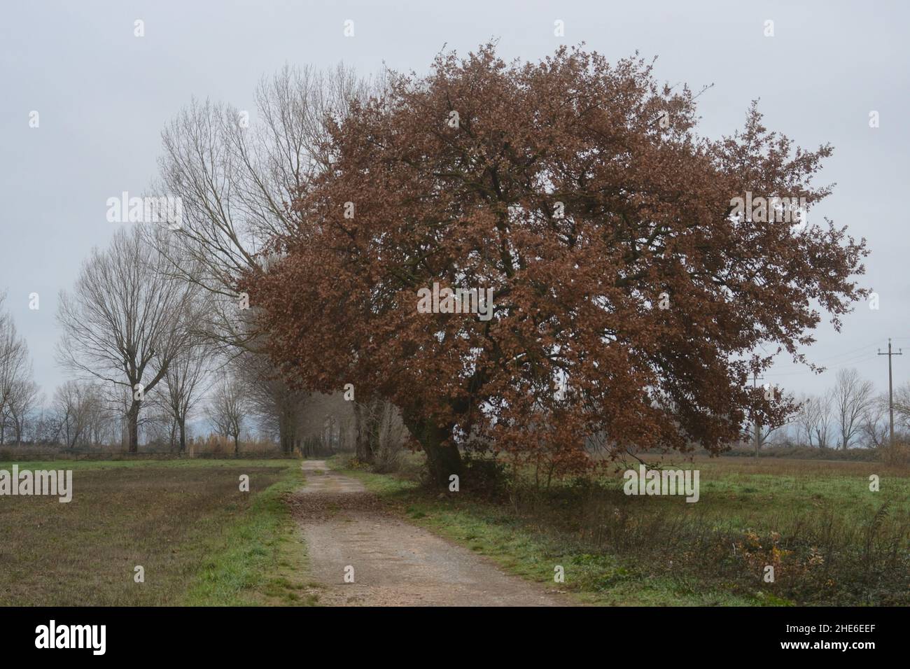 sentier dans le parc par une journée d'hiver brumeuse Banque D'Images