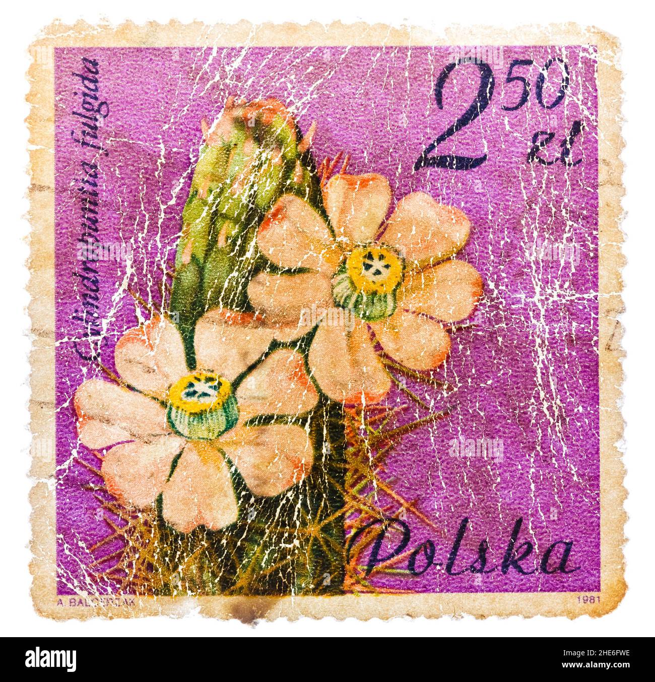 Le timbre imprimé en POLOGNE montre un cactus aux fleurs rose clair Banque D'Images