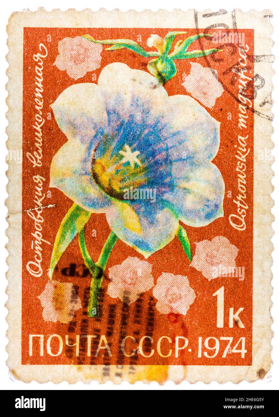 RUSSIE - VERS 1974 : Morning Glory est un nom commun à plus de 1,000 espèces de plantes à fleurs de la famille des Convolvulaceae, vers 1974 Banque D'Images