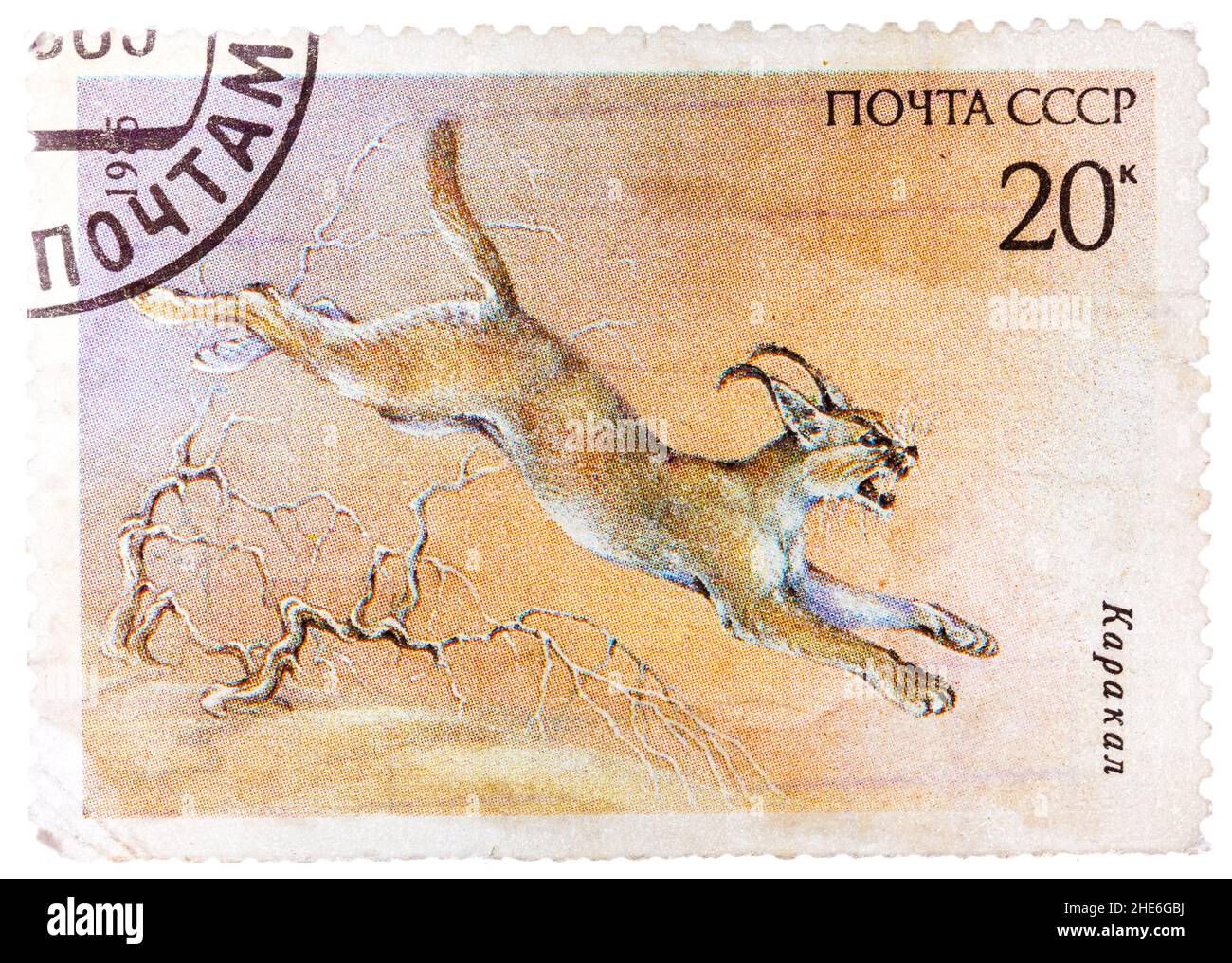 Timbres en URSS (Russie) montre une image d'un animal en voie de disparition avec l'inscription 'Cardiocranius paradoxus' Banque D'Images Timbres en URSS (Russie) montre une image d'un animal en voie de disparition avec l'inscription 'Cardiocranius paradoxus' Banque D'Images
