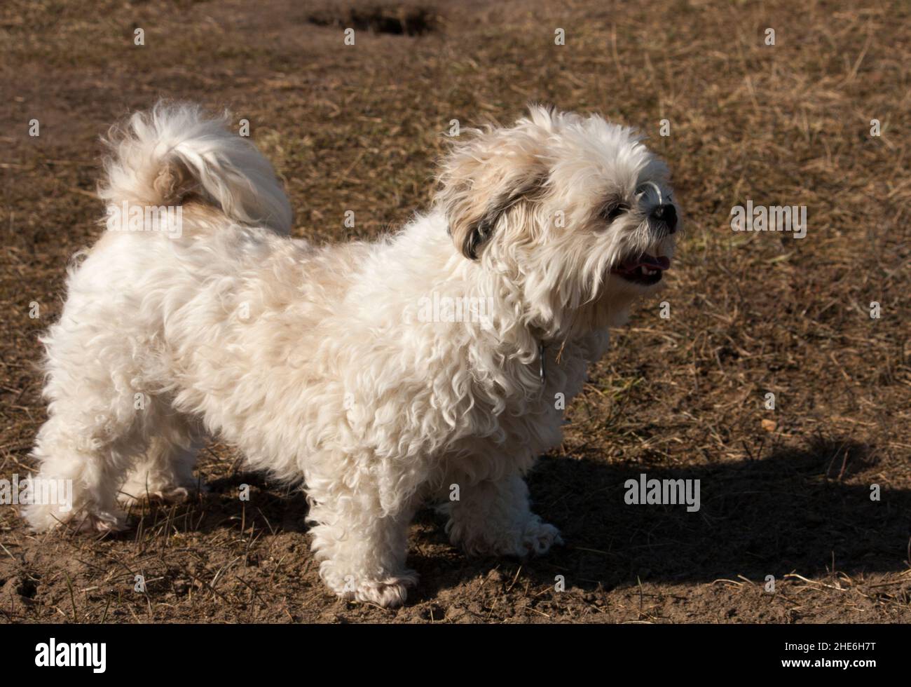 Un petit chien croisé (shih tzu / chihuahua) marchant dans le parc Photo  Stock - Alamy