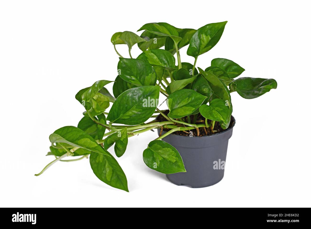 Plante-maison tropicale 'Epipremnum Global Green' en pot de fleurs sur fond blanc Banque D'Images