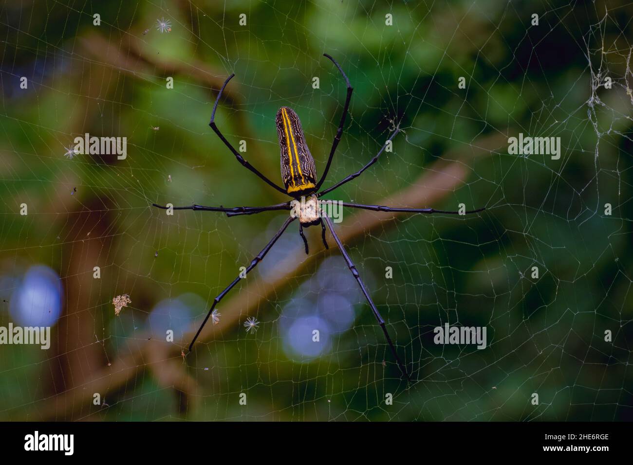 Gros plan d'une araignée géante d'Orbe doré (Nephila pilipes) sur le filet Banque D'Images