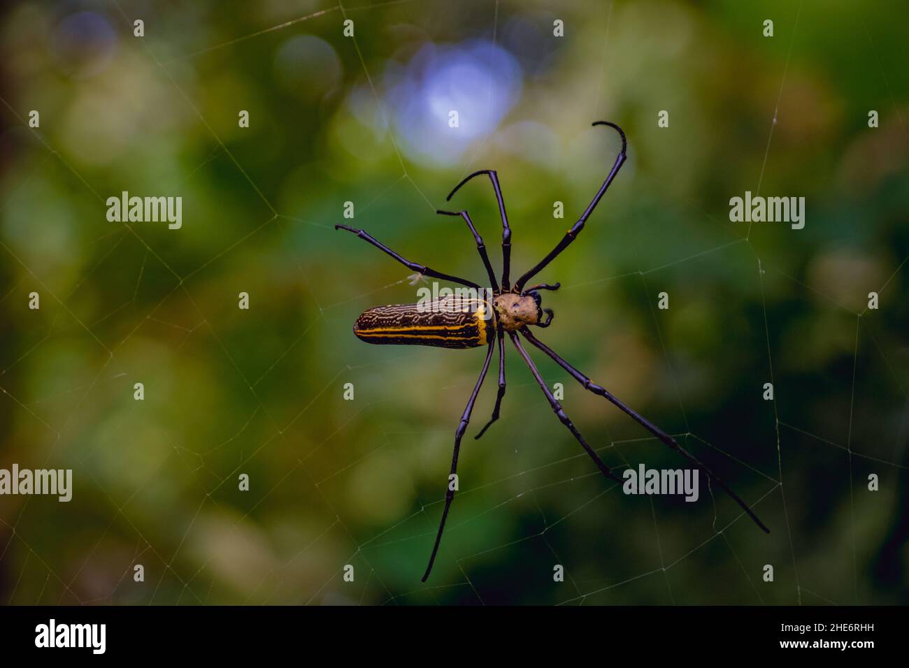 Une araignée géante de Web d'Orb d'or (Nephila pilipes) qui va chasser sur son réseau web Banque D'Images