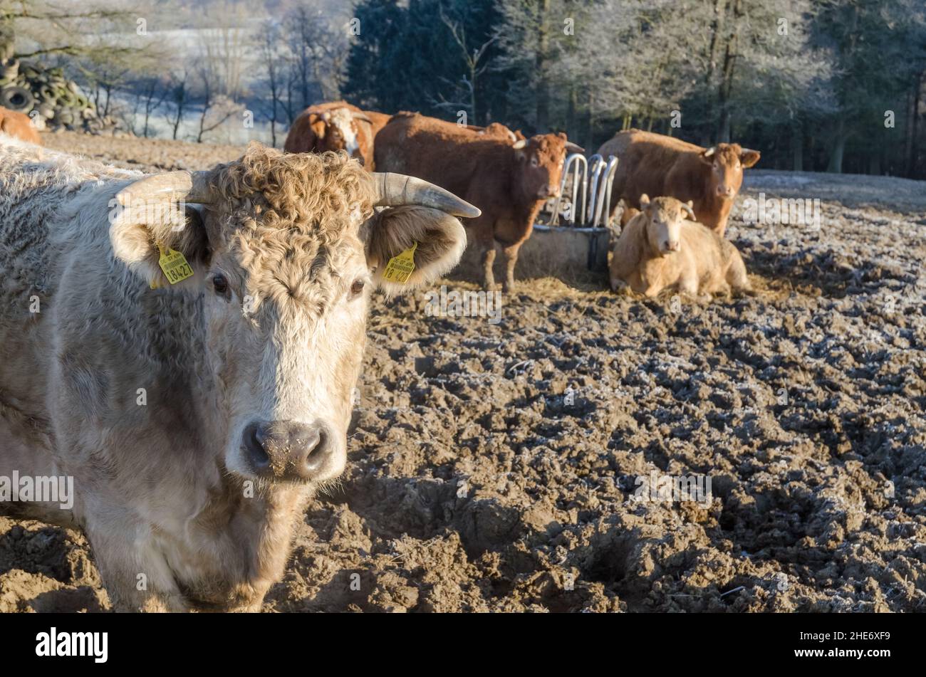 Bétail bétail sur un terrain boueux dans la campagne pendant l'hiver en Allemagne, en Europe Banque D'Images
