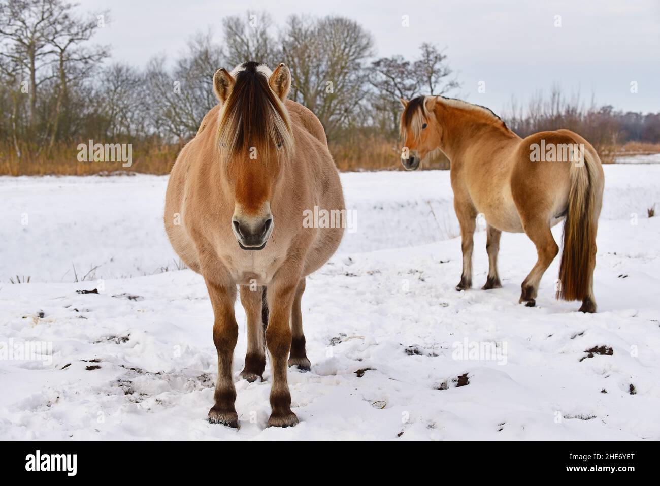 Fjord chevaux debout dans la neige Banque D'Images