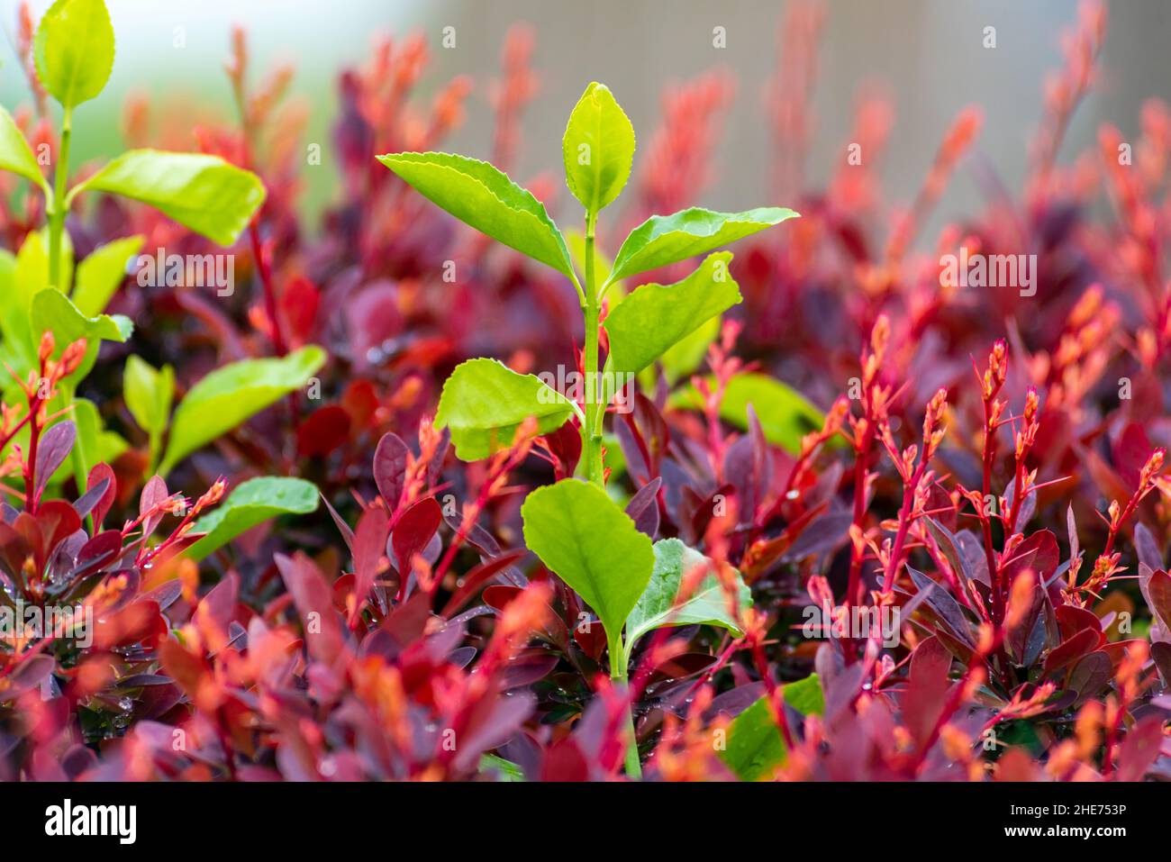 Herbe verte qui pousse d'un buisson rouge créant une scène saisissante Banque D'Images