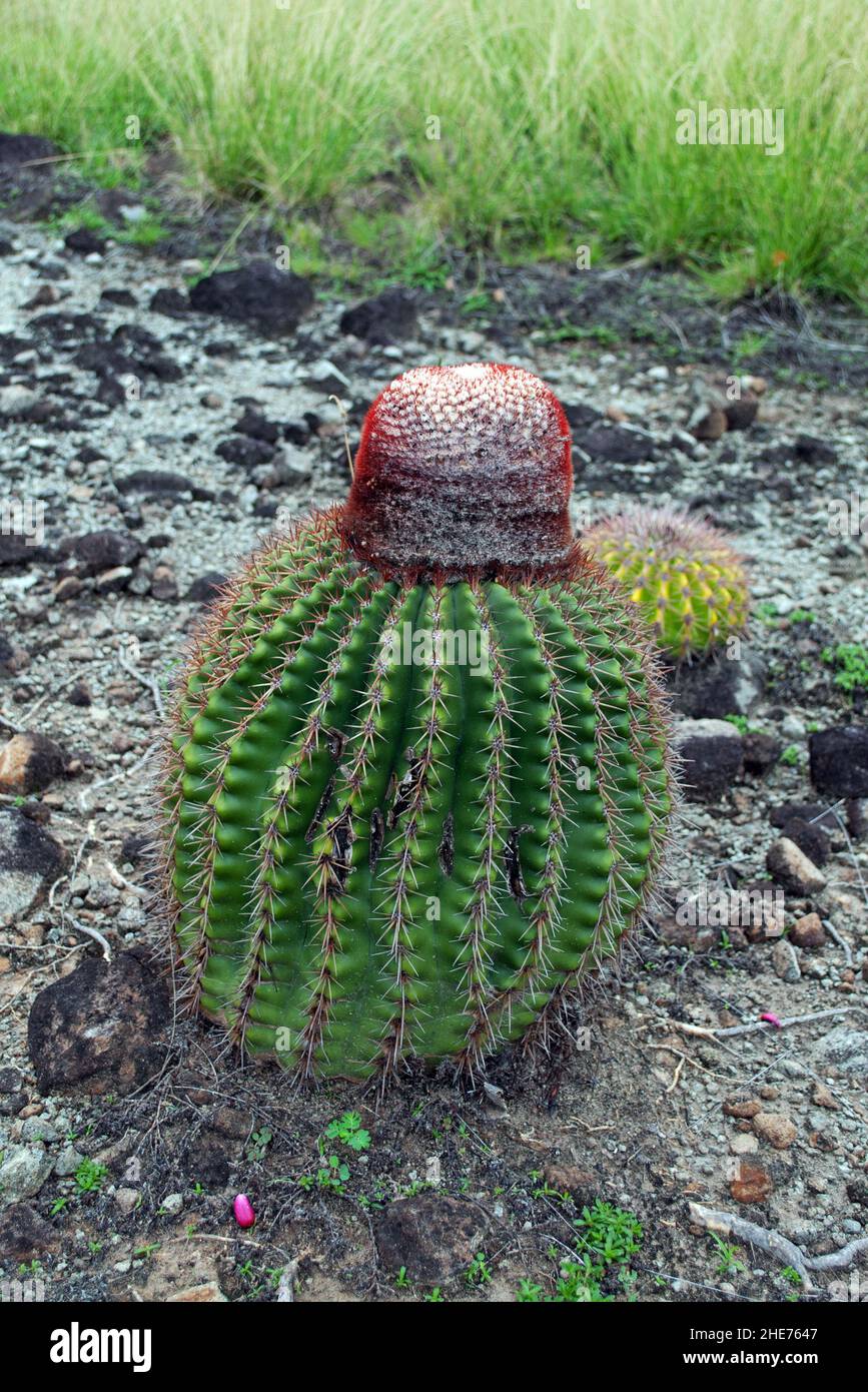 Melocactus intortus est une espèce commune de cactus des Caraïbes.Les photos ont été prises sur Sainte-Lucie. Banque D'Images