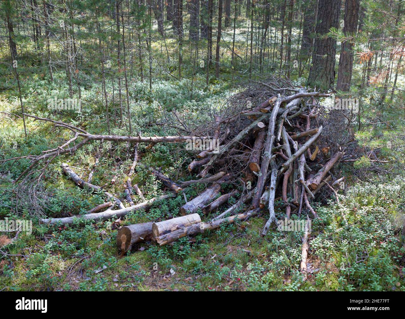 Pile de bois de sciage et branches dans la forêt de pins.Concept de protection des forêts. Banque D'Images