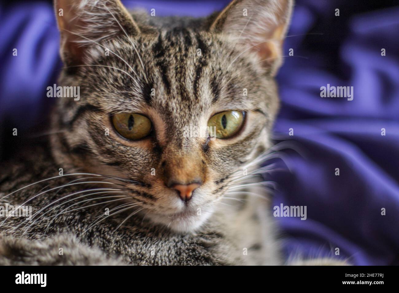 Gros plan d'un chat Bengale assis sur un tissu violet Banque D'Images