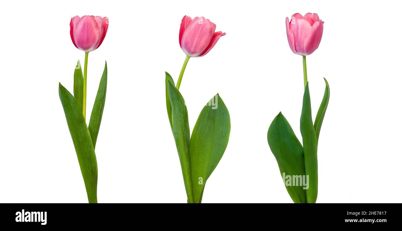 Tulipes isolé sur fond blanc Banque D'Images