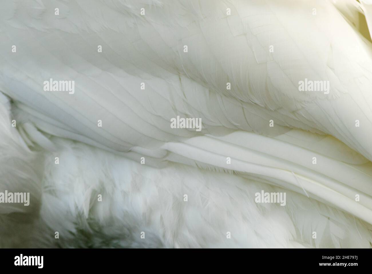 Le Mute Swan est l'un des plus grands oiseaux aquatiques et des oiseaux volant les plus lourds du Royaume-Uni.Ils sont résidents et une vue commune sur les lacs et les étangs d'eau douce Banque D'Images