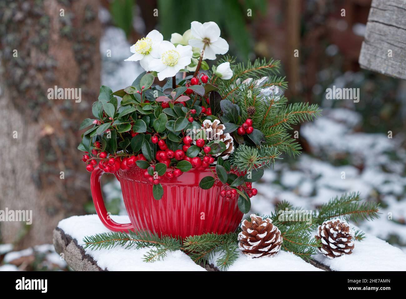 wintergreen, helleborus niger et branches de sapin en pot de porcelaine dans le jardin d'hiver Banque D'Images