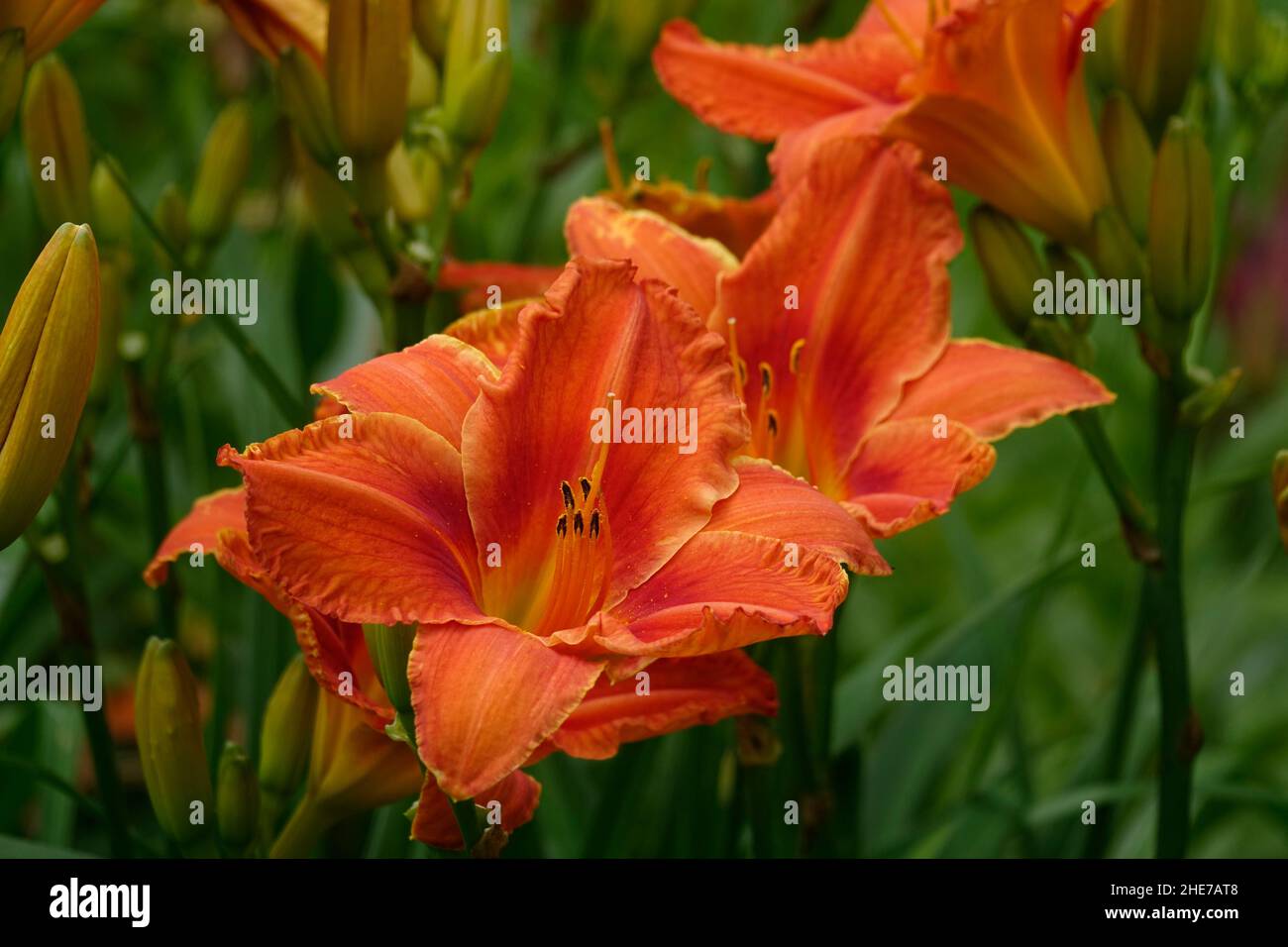 Lilas orange Daylilies Hemerocallis fulva tawny dayly, lis de maïs, dayly de tigre, lis de rigole, lis de fossés,Nénuphar du 4 juillet ou nénuphar du bord de la route Banque D'Images