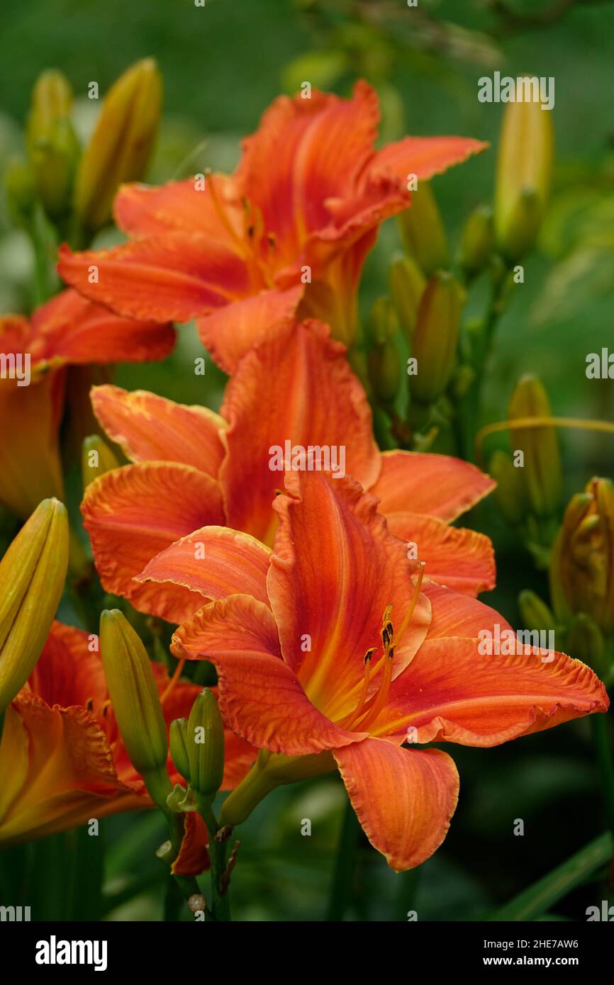 Lilas orange Daylilies Hemerocallis fulva tawny dayly, lis de maïs, dayly de tigre, lis de rigole, lis de fossés,Nénuphar du 4 juillet ou nénuphar du bord de la route Banque D'Images