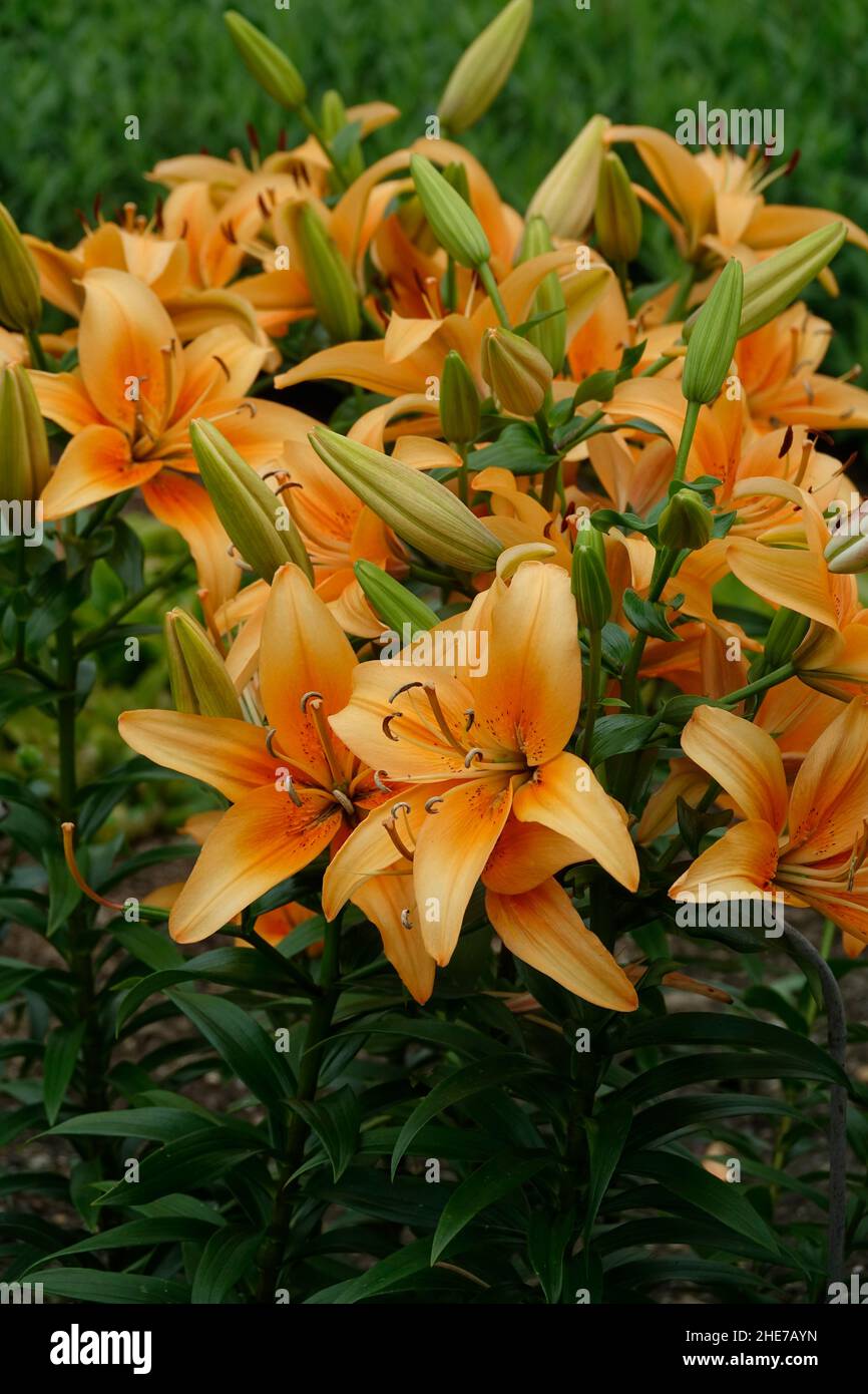 Un groupe de lilies asiatiques d'orange, de fleurs et de bourgeons de Lilium Bulbiferum, également appelé Lily Brunello, pétales d'orange vif Banque D'Images