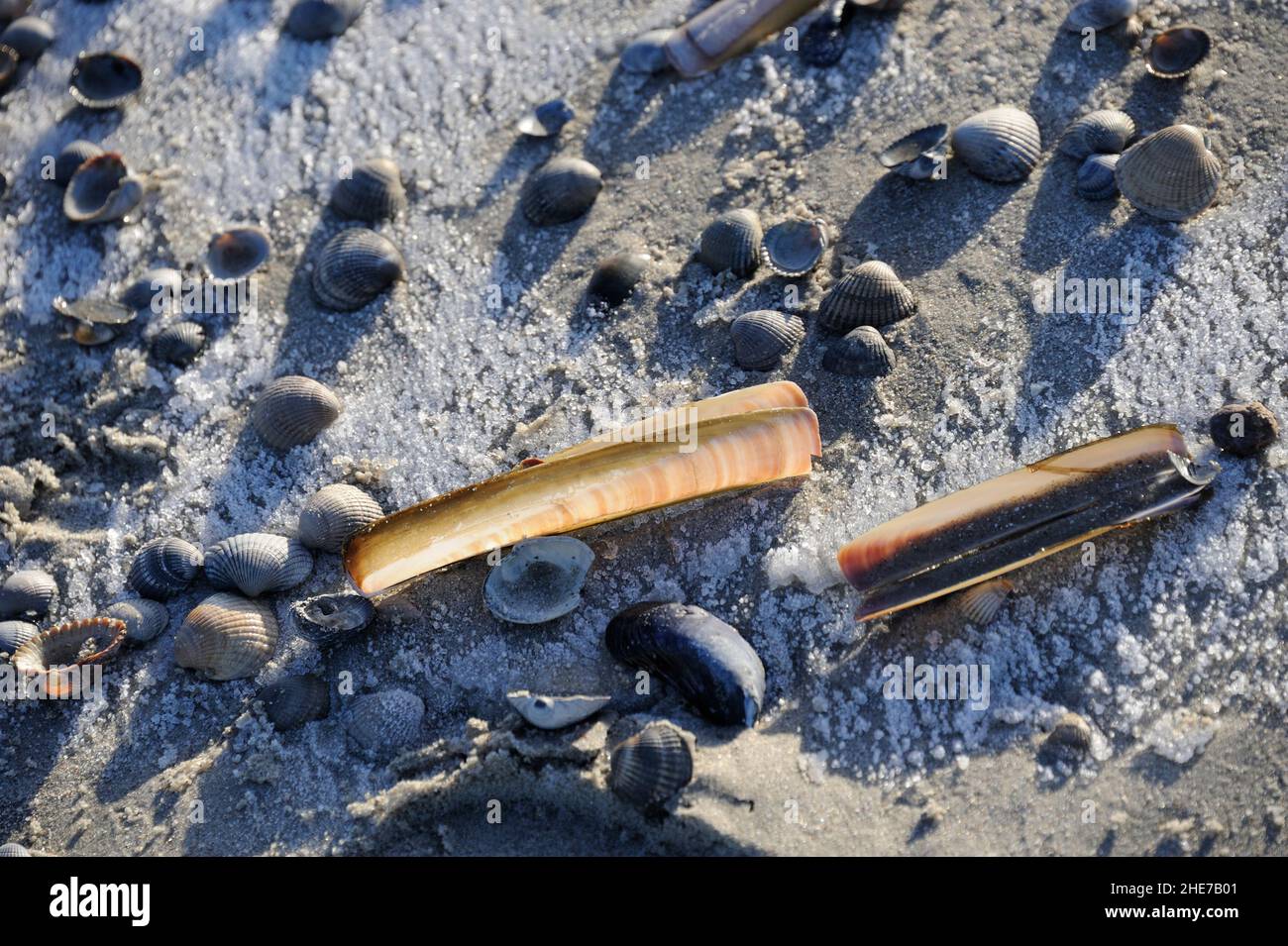 Leere Muscheln am vereisten Strand, Winter, Norderney, Ostfriesische Inseln, Reg.-Bez.Weser-EMS, Landkreis Aurisch, Niedersachsen, Deutschland, Euro Banque D'Images