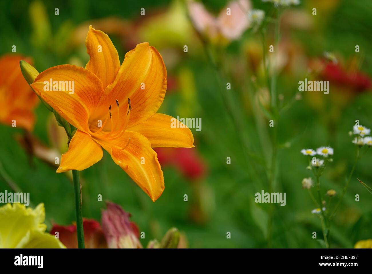 Lilas orange Daylilies Hemerocallis fulva tawny dayly, lis de maïs, dayly de tigre, lis de rigole, lis de fossés,Nénuphar du 4 juillet ou nénuphar du bord de la route Banque D'Images