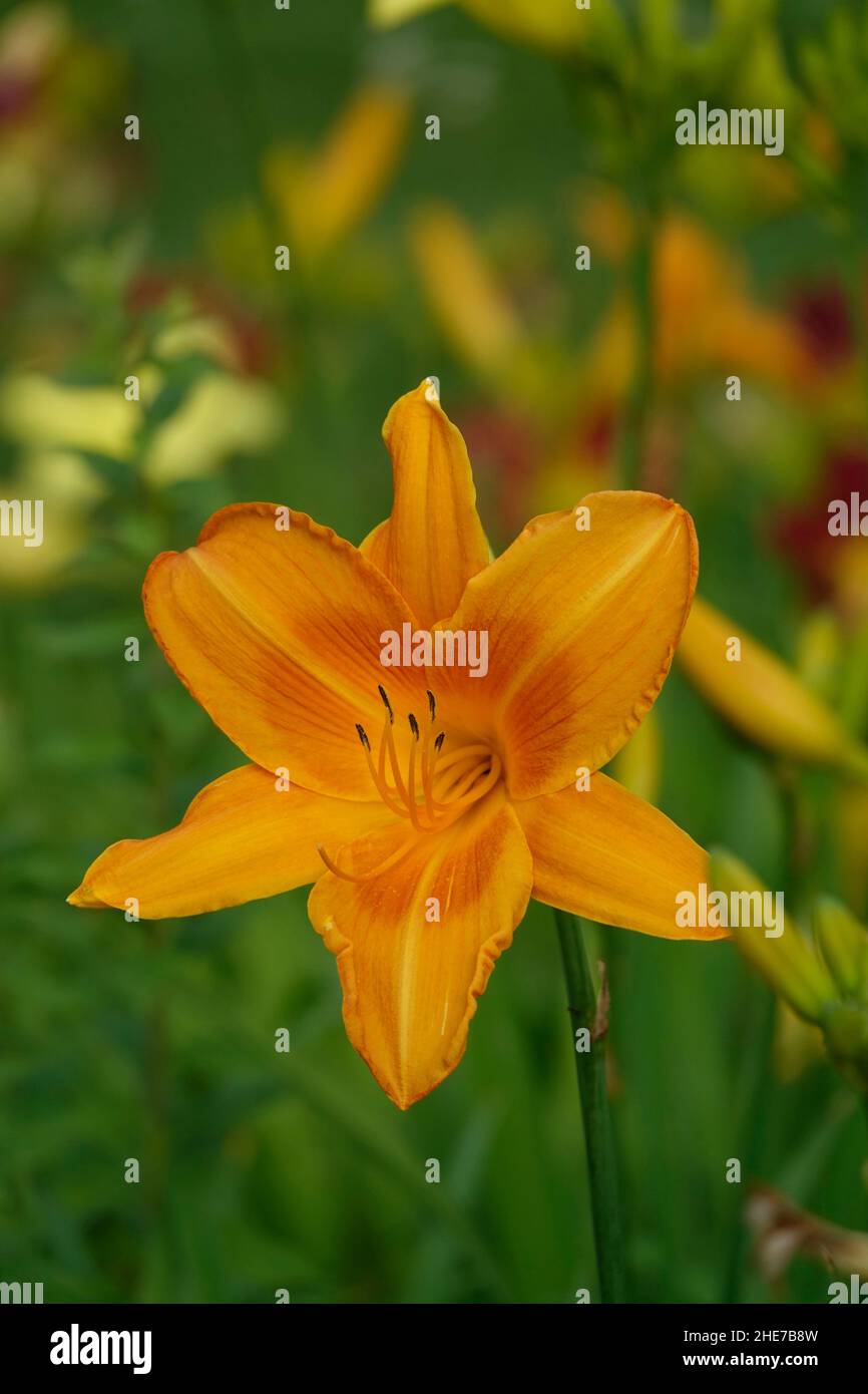 Lilas orange Daylilies Hemerocallis fulva tawny dayly, lis de maïs, dayly de tigre, lis de rigole, lis de fossés,Nénuphar du 4 juillet ou nénuphar du bord de la route Banque D'Images