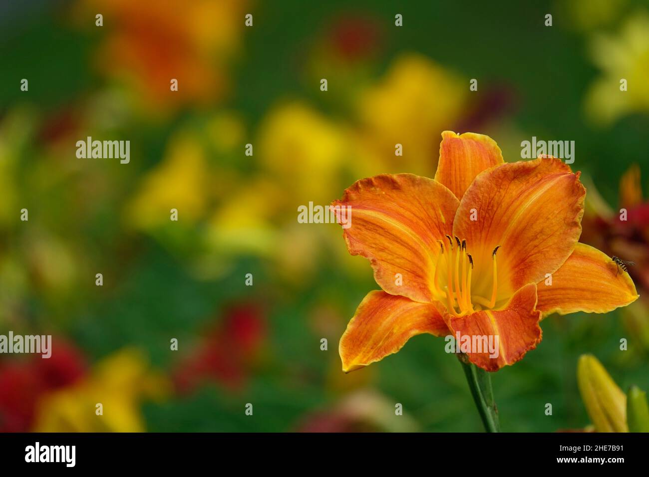Lilas orange Daylilies Hemerocallis fulva tawny dayly, lis de maïs, dayly de tigre, lis de rigole, lis de fossés,Nénuphar du 4 juillet ou nénuphar du bord de la route Banque D'Images