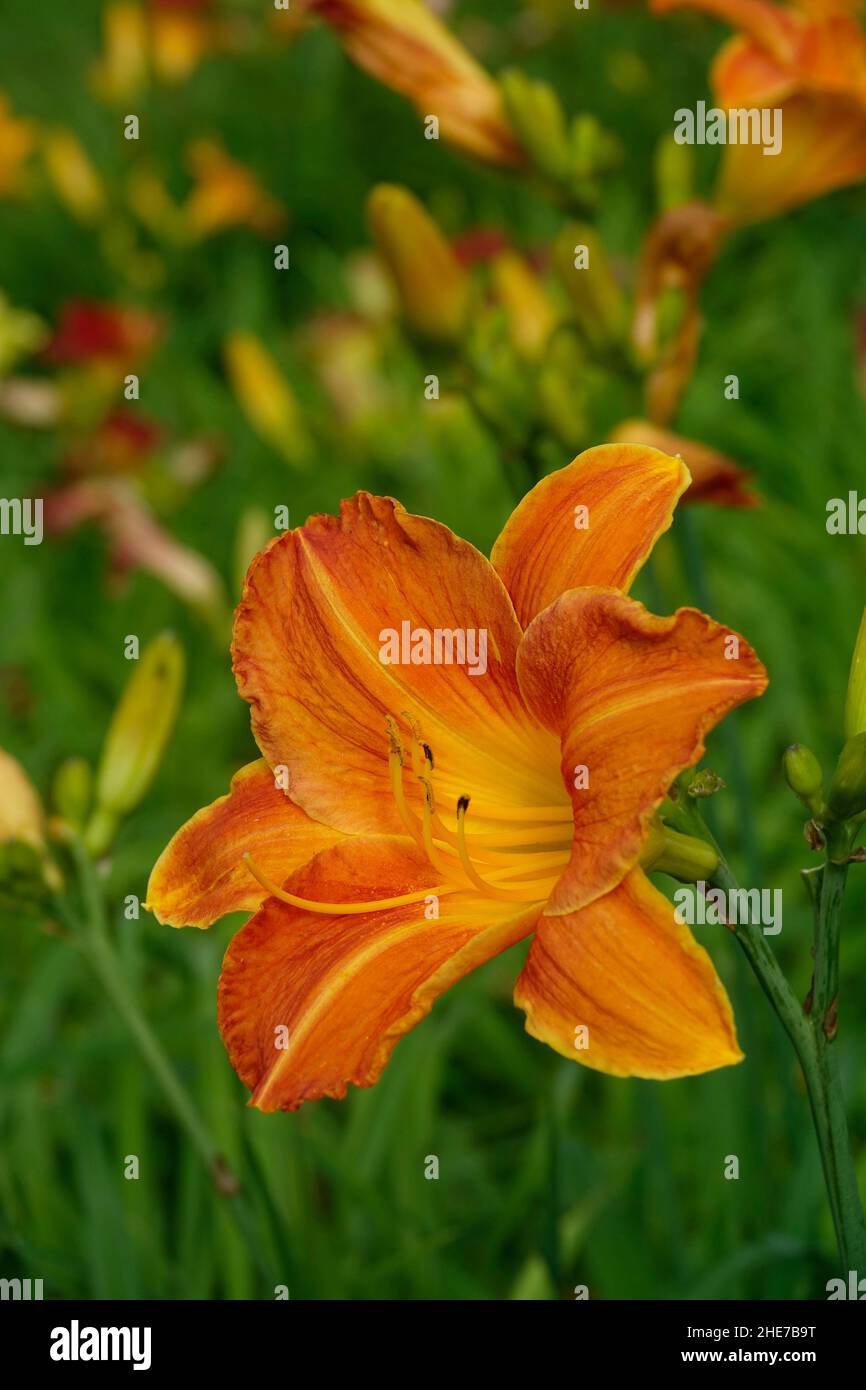 Lilas orange Daylilies Hemerocallis fulva tawny dayly, lis de maïs, dayly de tigre, lis de rigole, lis de fossés,Nénuphar du 4 juillet ou nénuphar du bord de la route Banque D'Images
