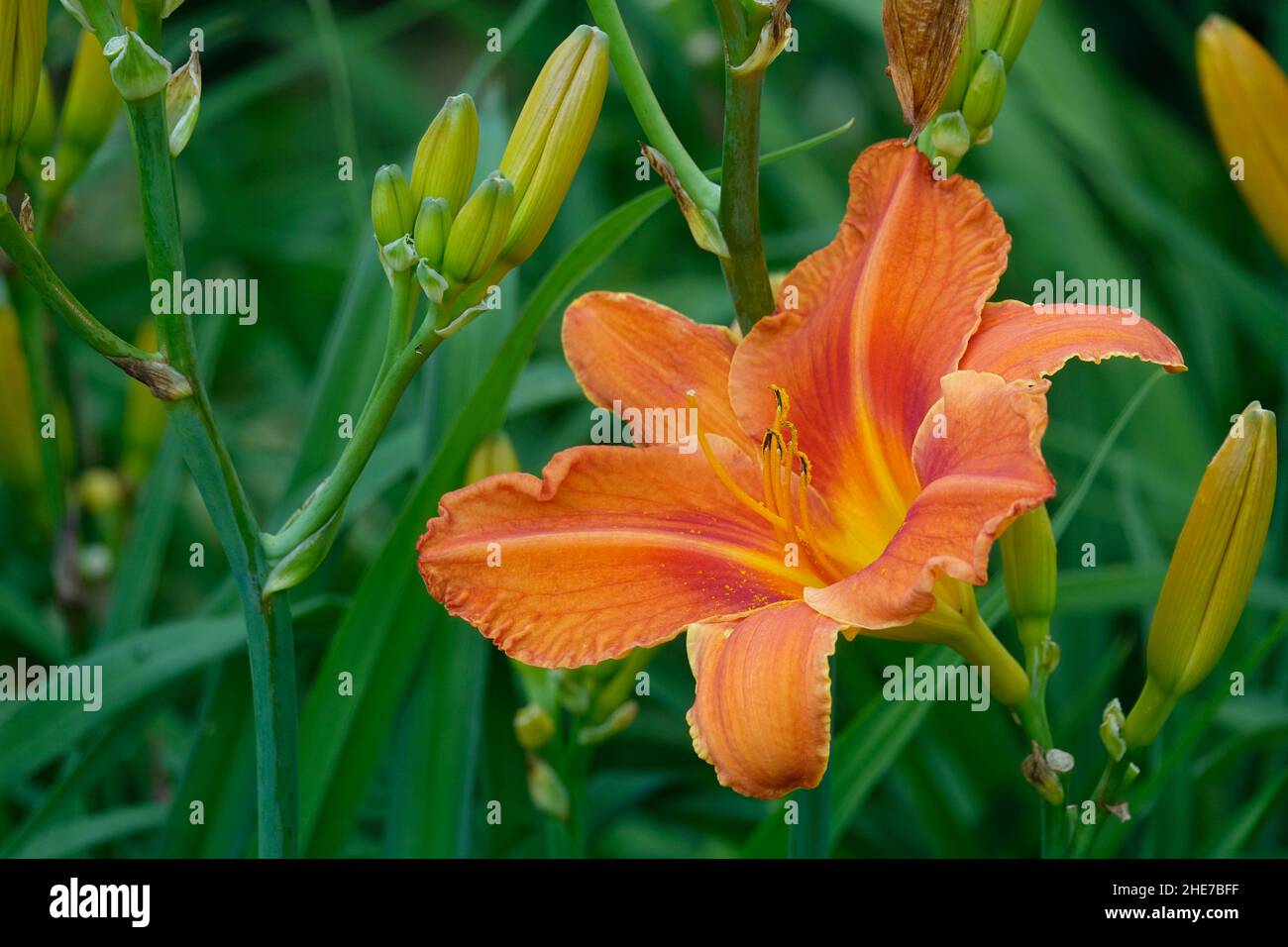Lilas orange Daylilies Hemerocallis fulva tawny dayly, lis de maïs, dayly de tigre, lis de rigole, lis de fossés,Nénuphar du 4 juillet ou nénuphar du bord de la route Banque D'Images