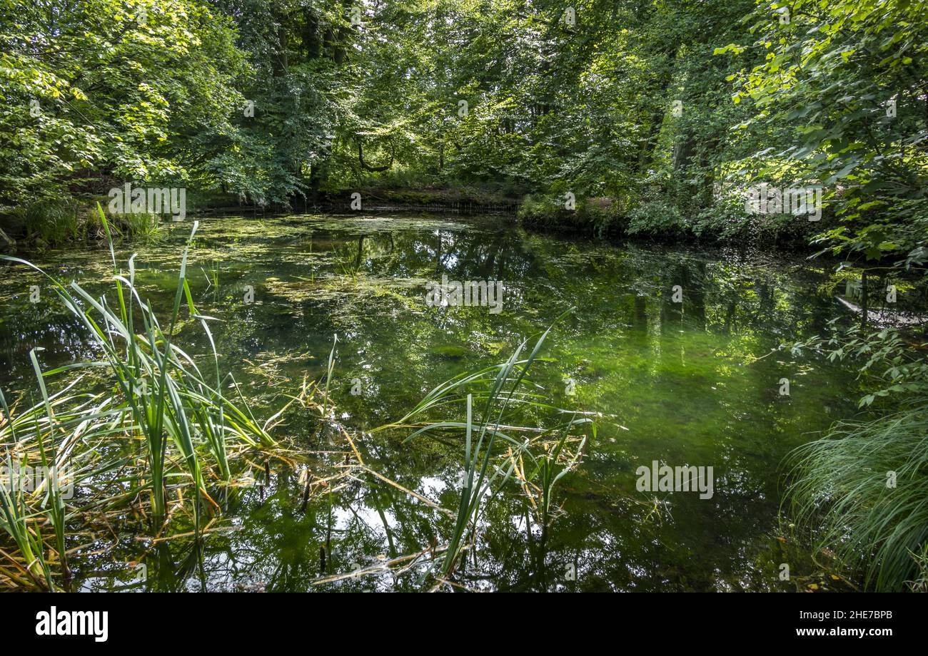 Teich im Wald, Bernried, Bayern, Allemagne Banque D'Images