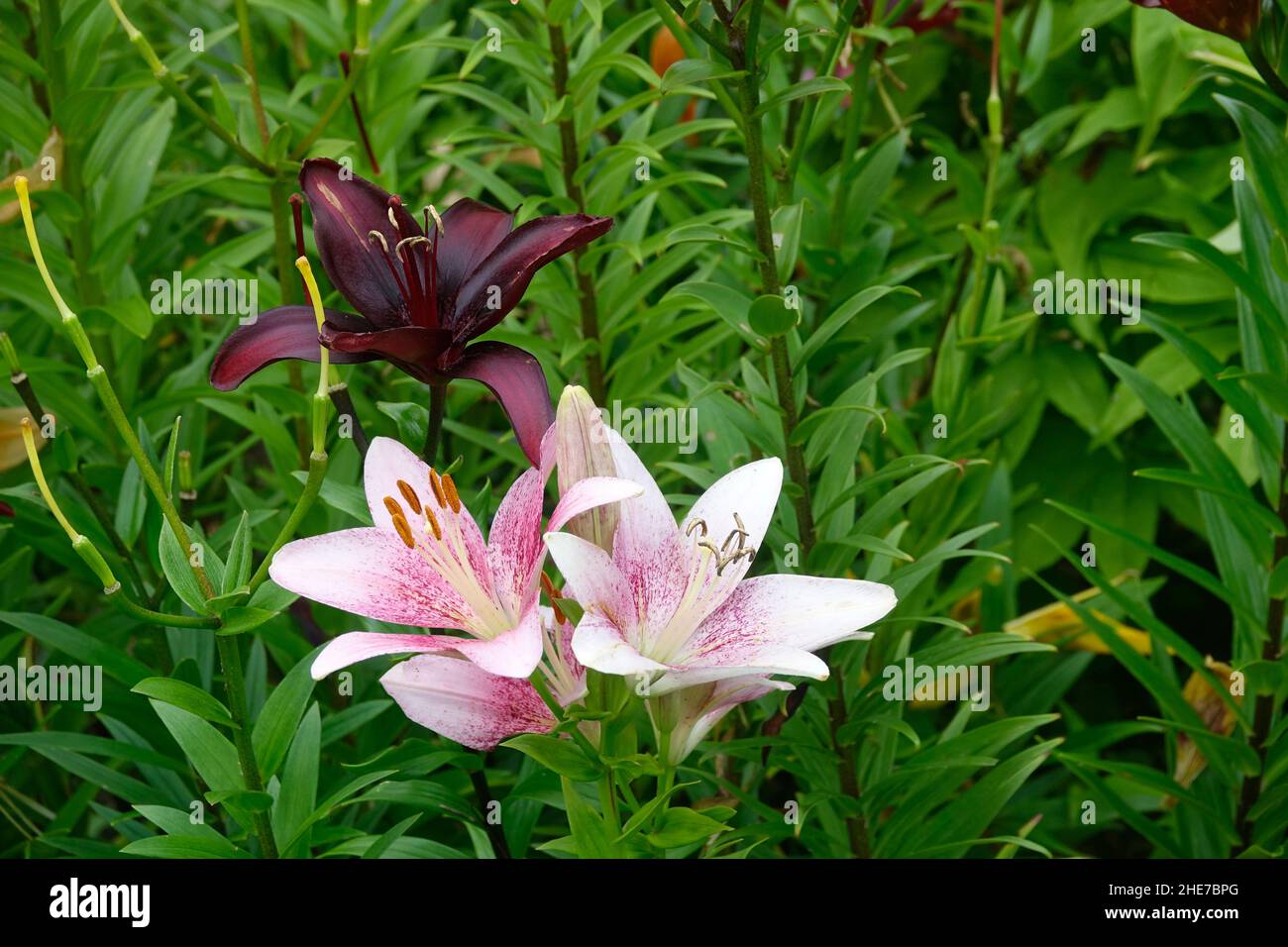 Bourgogne Lily Mapira rouge foncé et le blanc et rose Stargazer lilies parmi les feuilles vertes dans un jardin de fleurs Banque D'Images