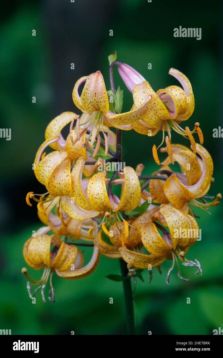 Lilium hansonii, lis de Hanson, lis à capuchon de turk japonais, pétales d'orange jaune incurvé à pois, hybride, face vers le bas, avec feuilles en spirale Banque D'Images