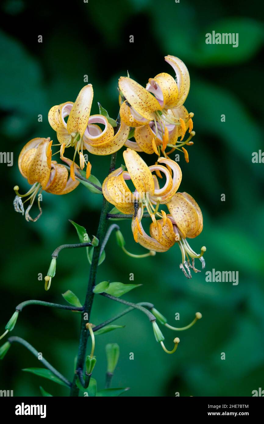 Lilium hansonii, lis de Hanson, lis à capuchon de turk japonais, pétales d'orange jaune incurvé à pois, hybride, face vers le bas, avec feuilles en spirale Banque D'Images