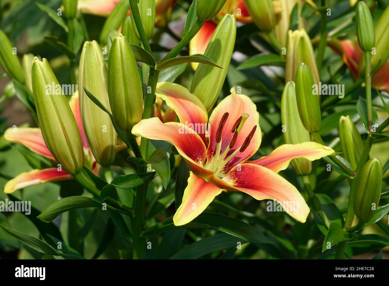 Un groupe de lilies jaunes, gorge centrale rouge, Lilium Bulbiferum, avec bourgeons, John Hancock Asiatic Lily, Viva la Vida Oriental Lily, Asian Hybrid Banque D'Images