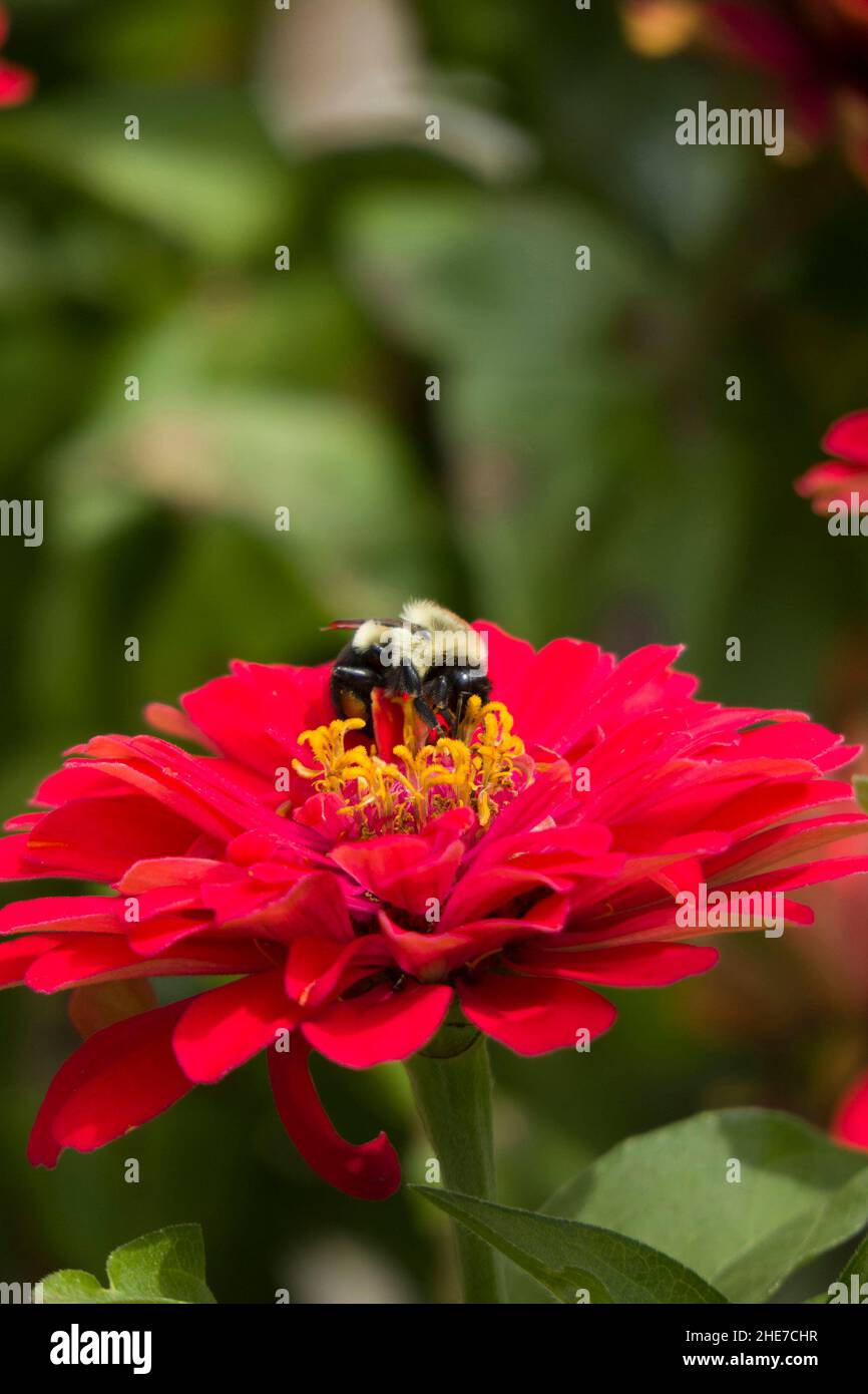 Bumblebee sur Zinnia Zahara Profusion Double Hot Cherry Flower Head pétales rose foncé, jaune pollen ensemencé attire les abeilles a dans un jardin, sélectif Focus Banque D'Images
