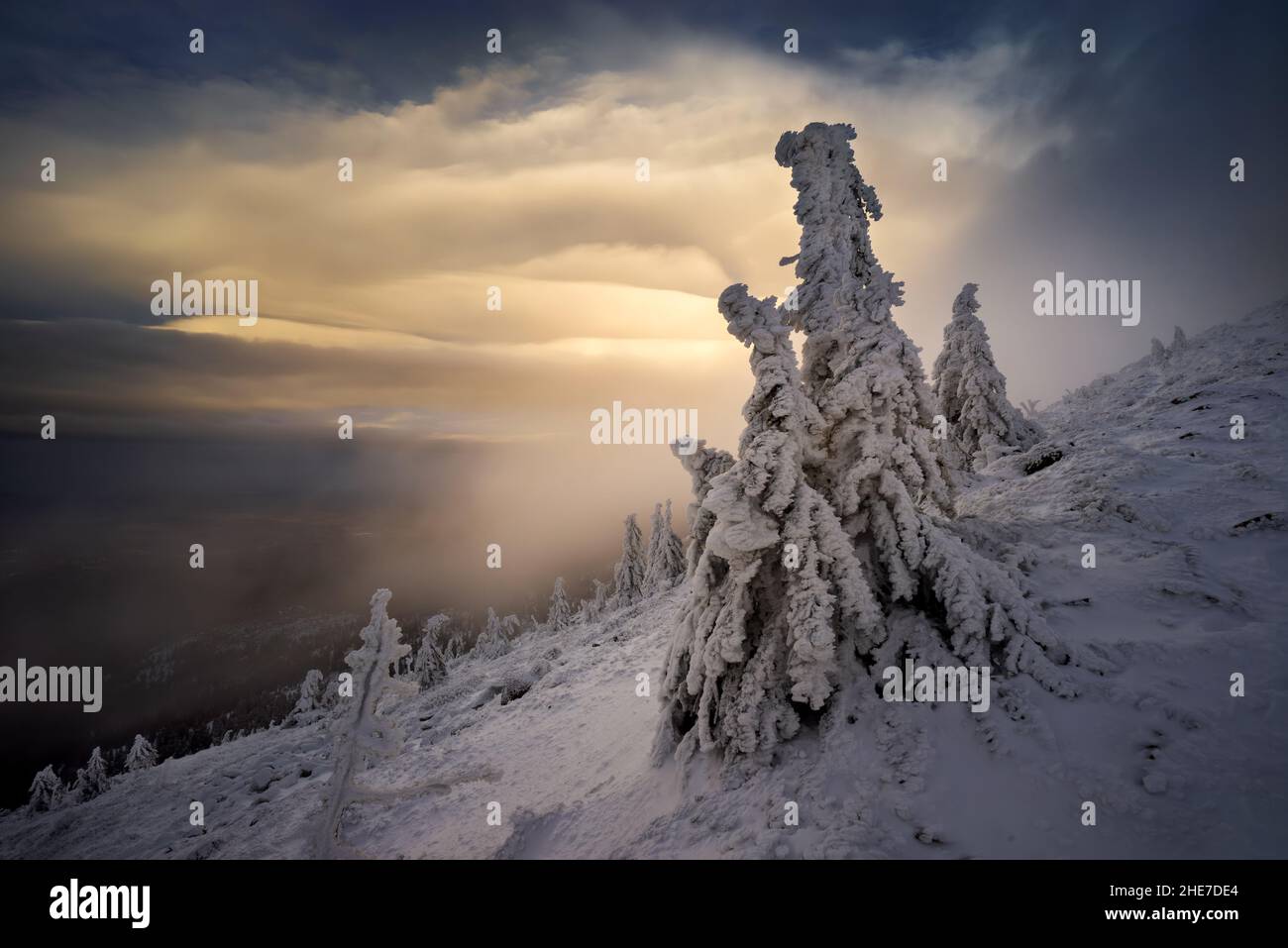 Neige sur les arbres de Szrenica dans les montagnes de Karkonosze, Pologne Banque D'Images