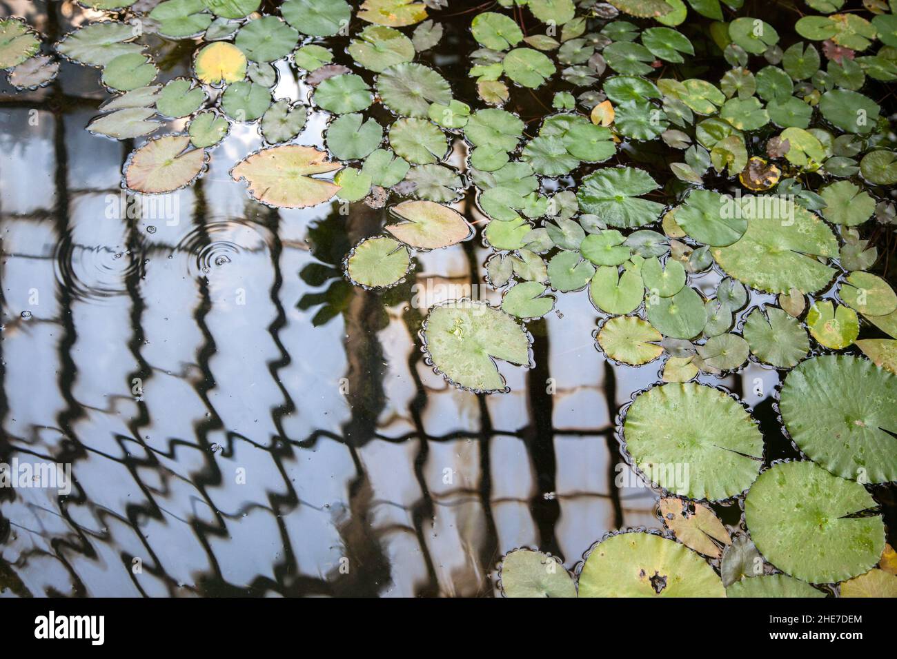 Feuilles de Lotus sur la surface de l'eau Banque D'Images