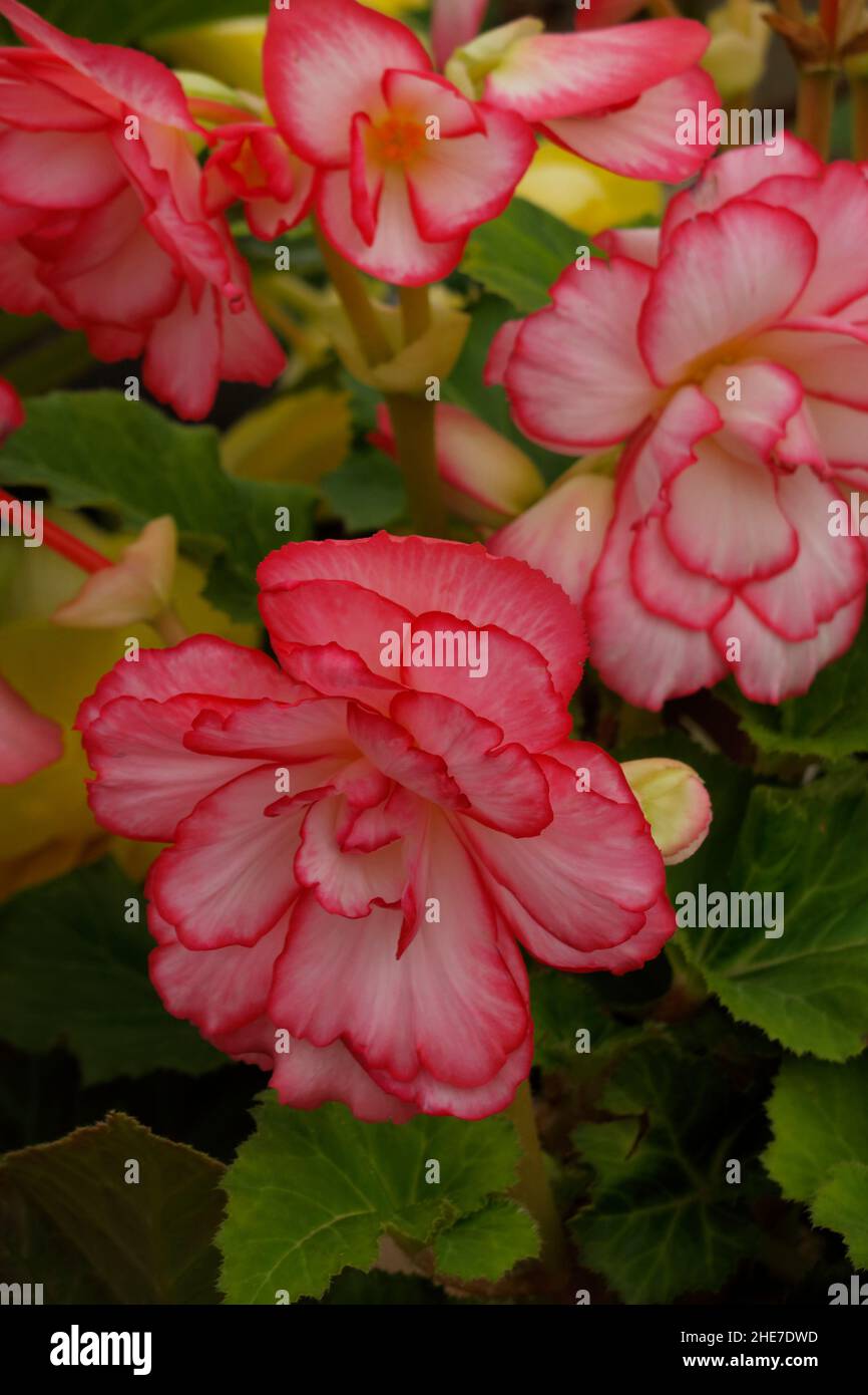 Blanc et rose pâle Picotee Begonia tubercules, Begonias avec contour des bords roses foncé, Double Blossoms, fleurs ressemblant à des roses, pétales à volants, Tuberhybrida Banque D'Images