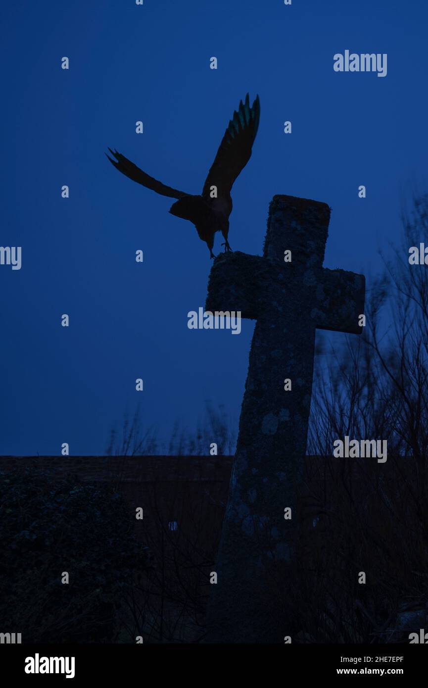 Crow volant à la croix du cimetière après le coucher du soleil à l'heure bleue Banque D'Images Crow volant à la croix du cimetière après le coucher du soleil à l'heure bleue Banque D'Images