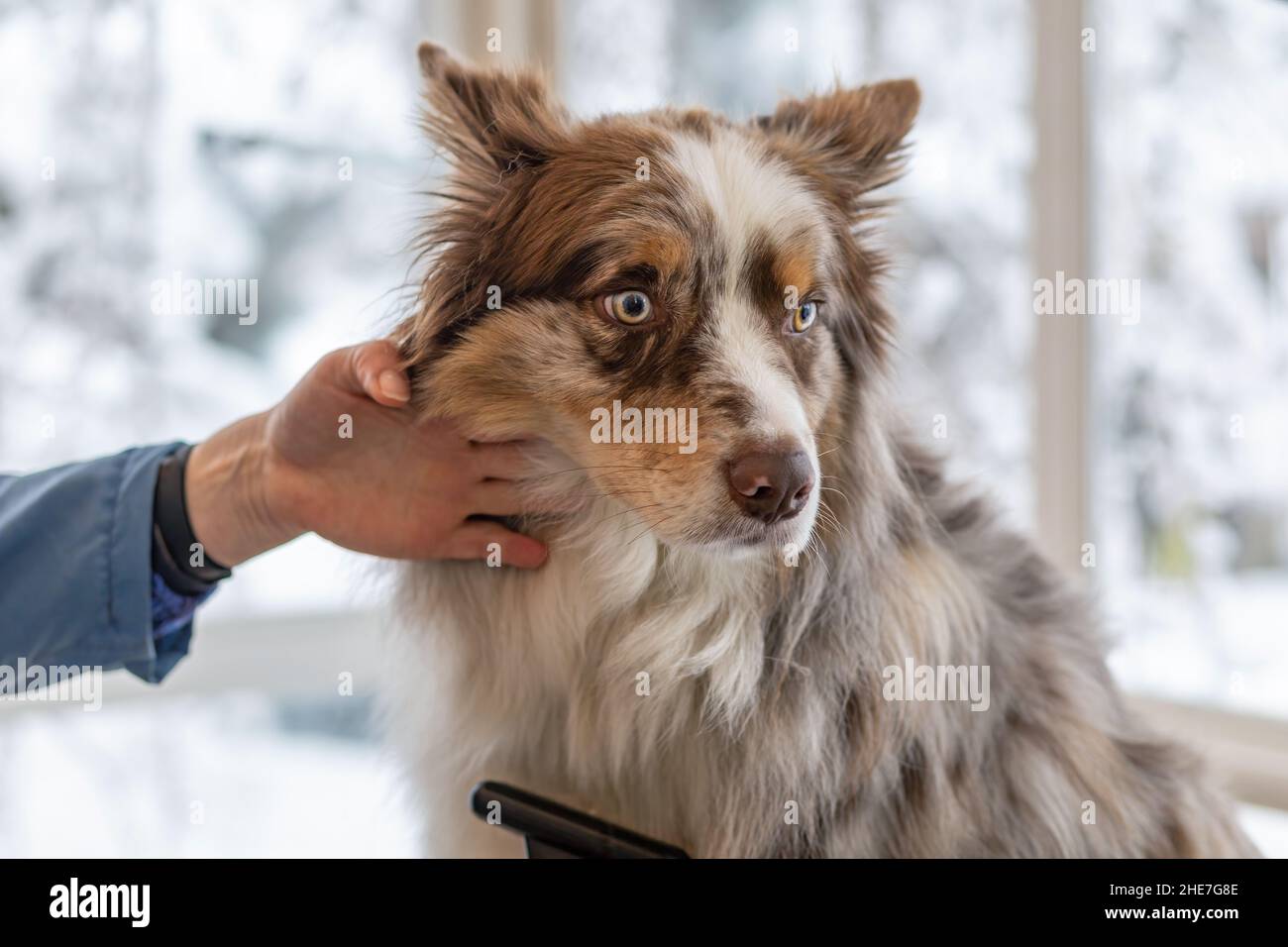 Border Collie est prêt à être tondu par une tondeuse professionnelle.Horizontalement. Banque D'Images