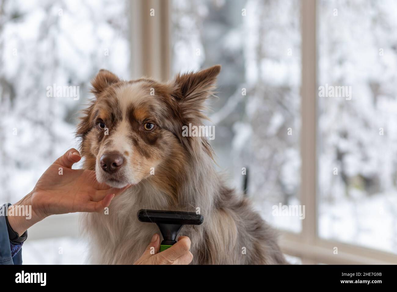 Tonte des bordures Collie par un rasoir professionnel.Horizontalement. Banque D'Images