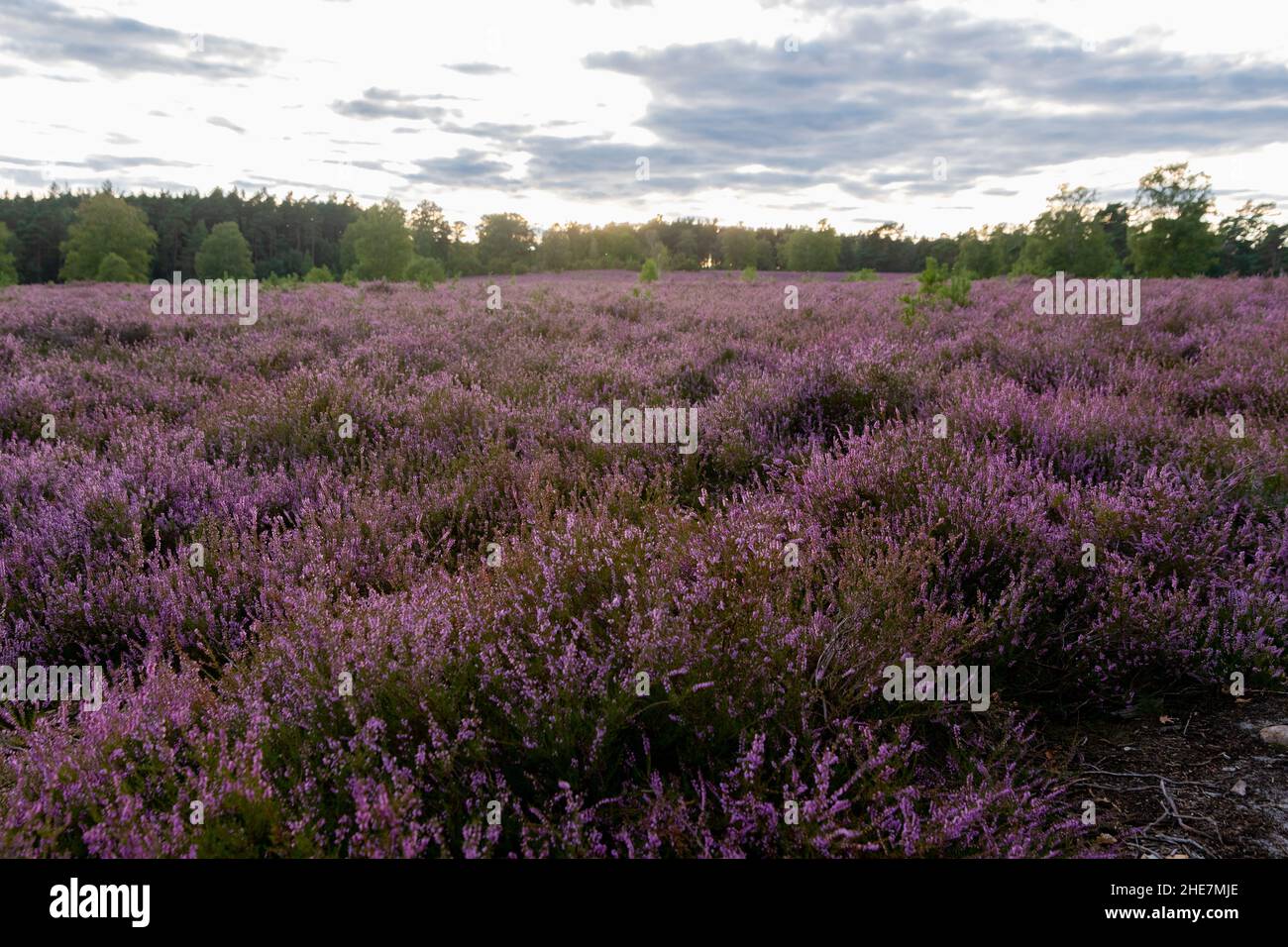 Lüneburger Heide am Wietzer Berg am Abend Banque D'Images