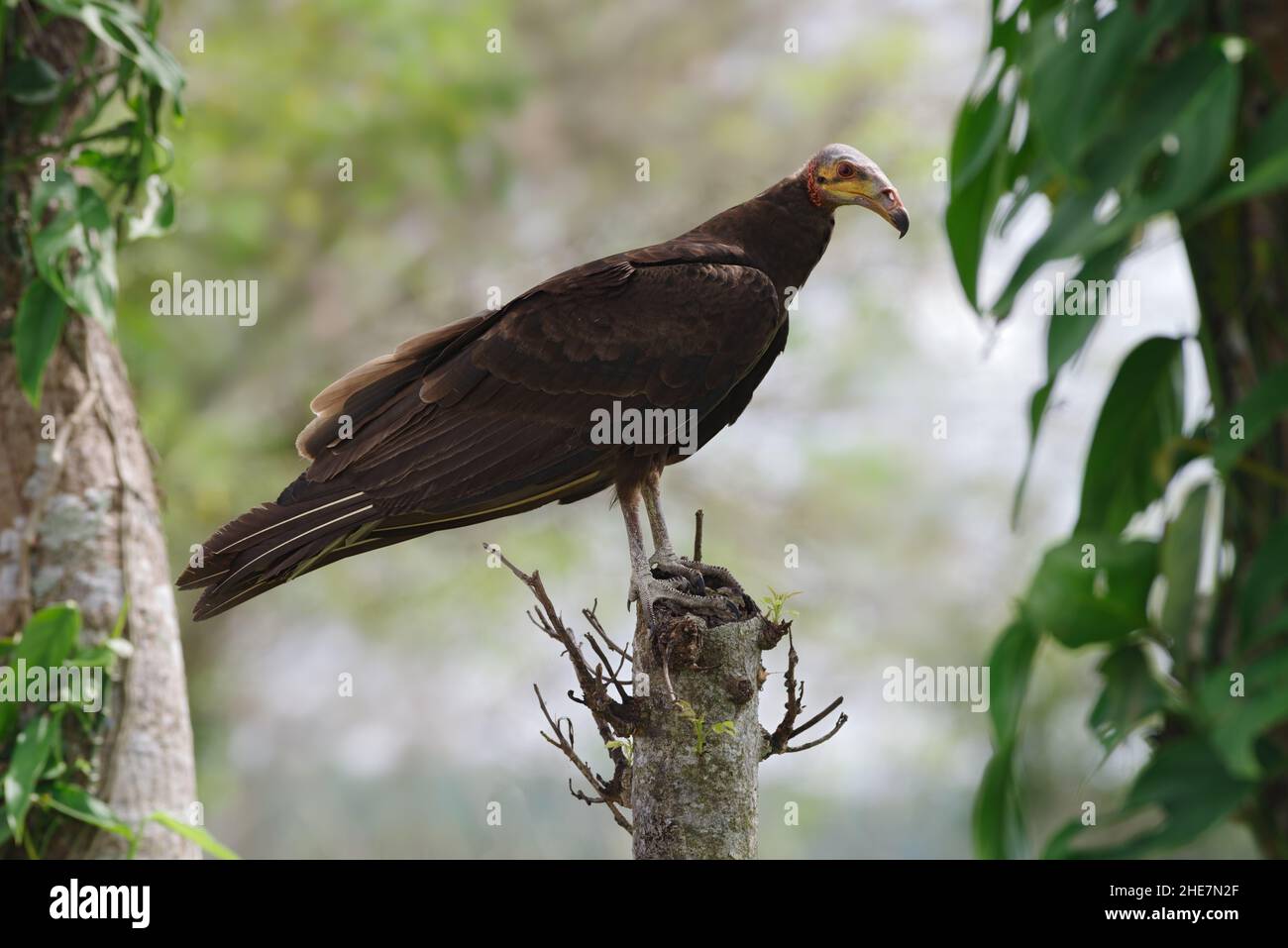 Vautour perché à tête jaune pris à Chiriqui, Panama. Banque D'Images