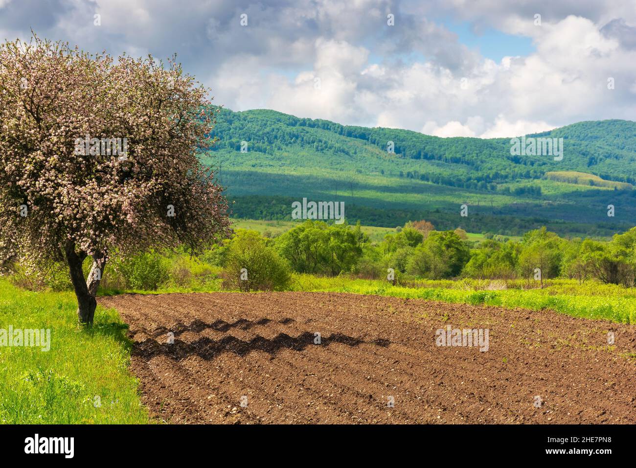 étroit arable sur le champ rural. beau paysage de montagne avec des arbres en fleur au printemps. temps ensoleillé avec des nuages sur le ciel Banque D'Images