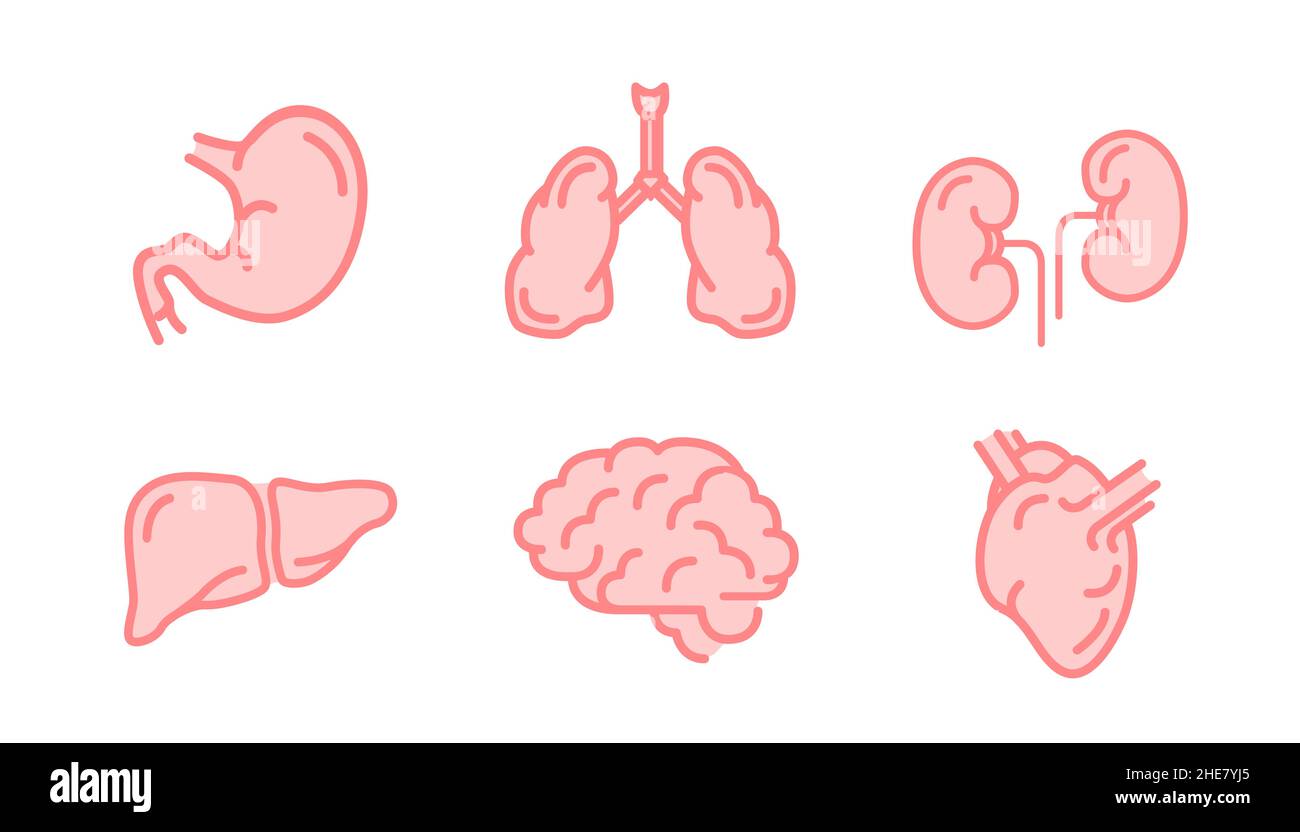 Ensemble d'organes internes humains comme le cerveau, les reins, les poumons, le foie, le coeur et l'estomac, simples icônes médicales roses isolées sur blanc Illustration de Vecteur