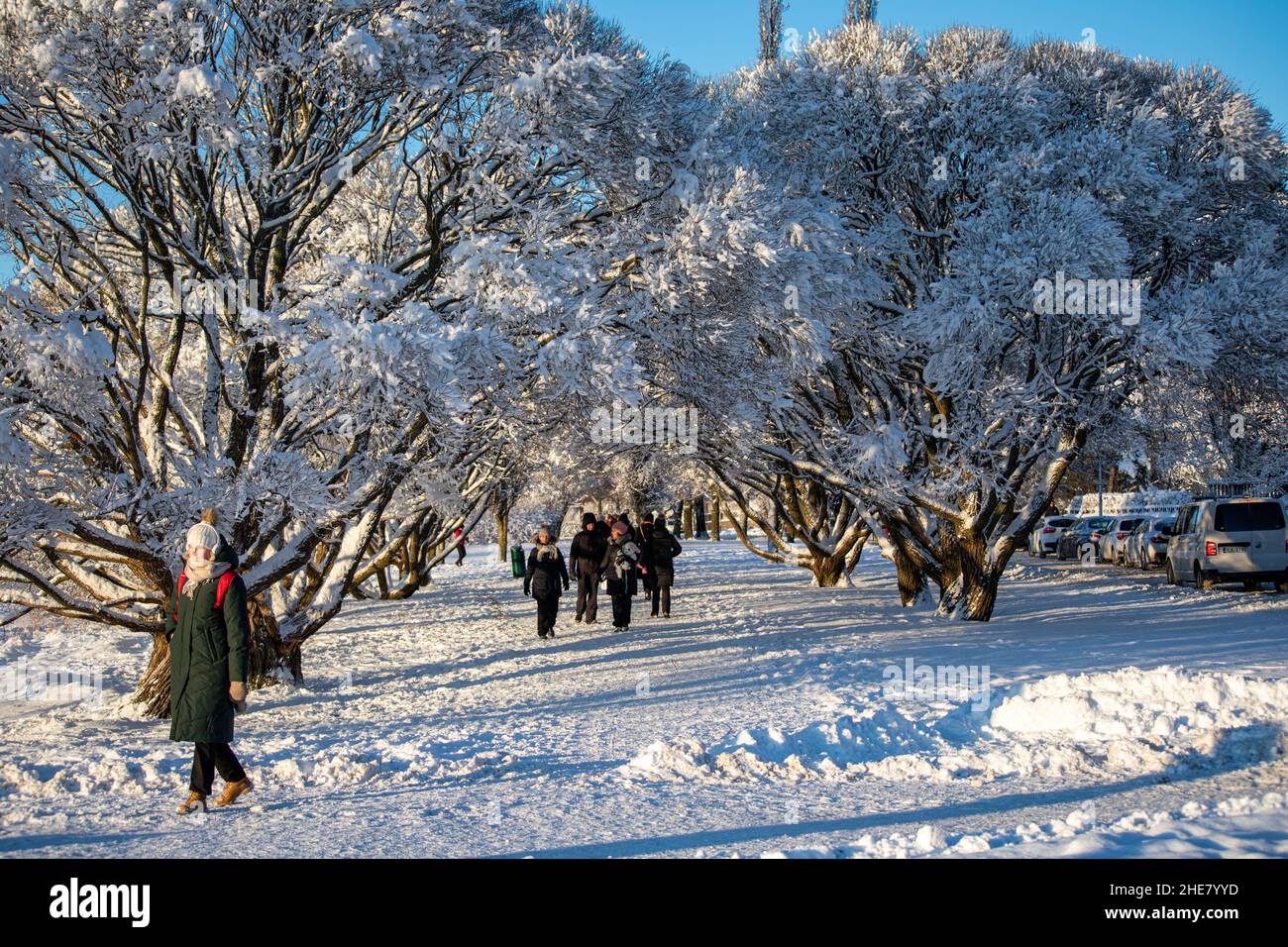 Des gens se promenant sous des branches enneigées d'arbres lors d'une journée d'hiver claire dans le quartier de Munkkiniemi à Helsinki, en Finlande Banque D'Images