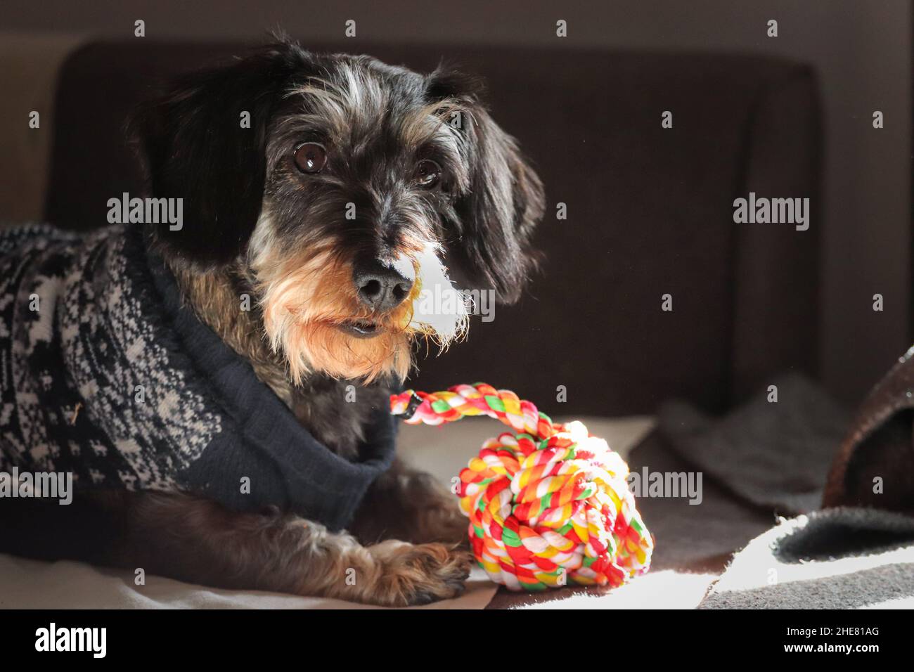 Chien portant un pull de chien assis à l'intérieur au soleil jouant avec un jouet de chien coloré Banque D'Images