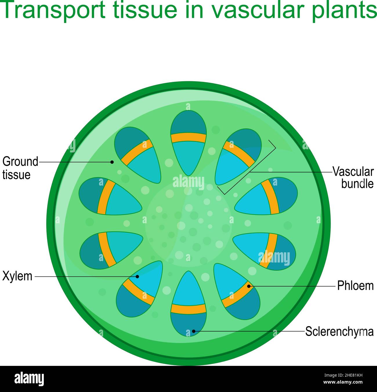 Coupe transversale du système de tissus vasculaires d'une plante.Des faisceaux vasculaires de xylème et de phloème dicots sont disposés en anneau.Schéma vectoriel pour l'éducation Illustration de Vecteur
