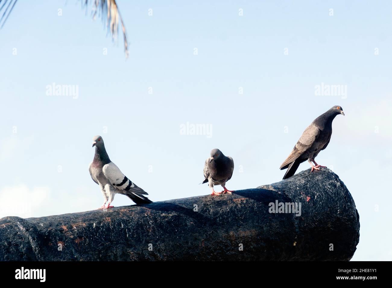 Pigeons noirs sur le dessus d'un canon dans le port de Barra.Salvador, Bahia, Brésil. Banque D'Images