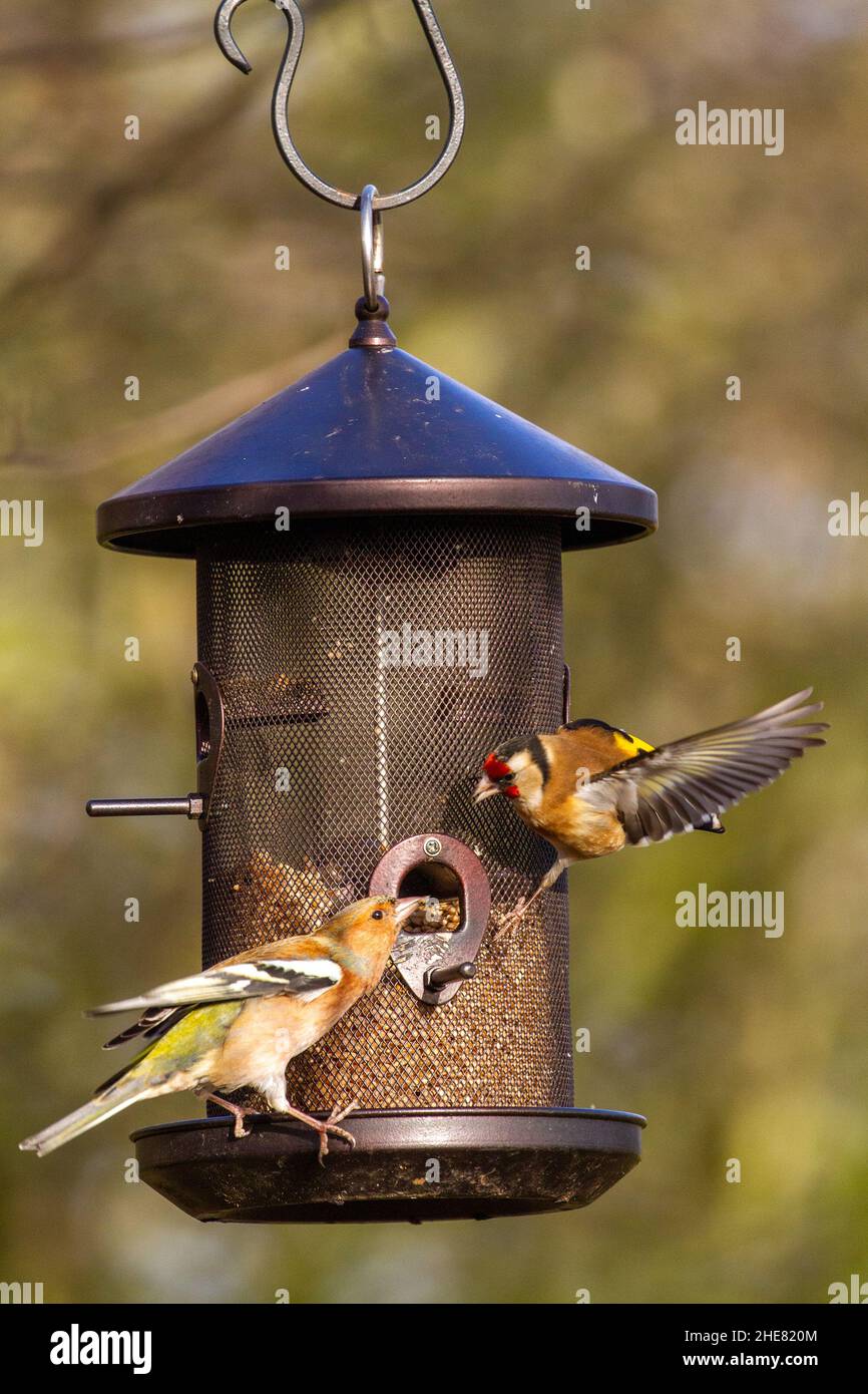 finch vert et doré finch se nourrissant sur un mangeoire à oiseaux de jardin Banque D'Images