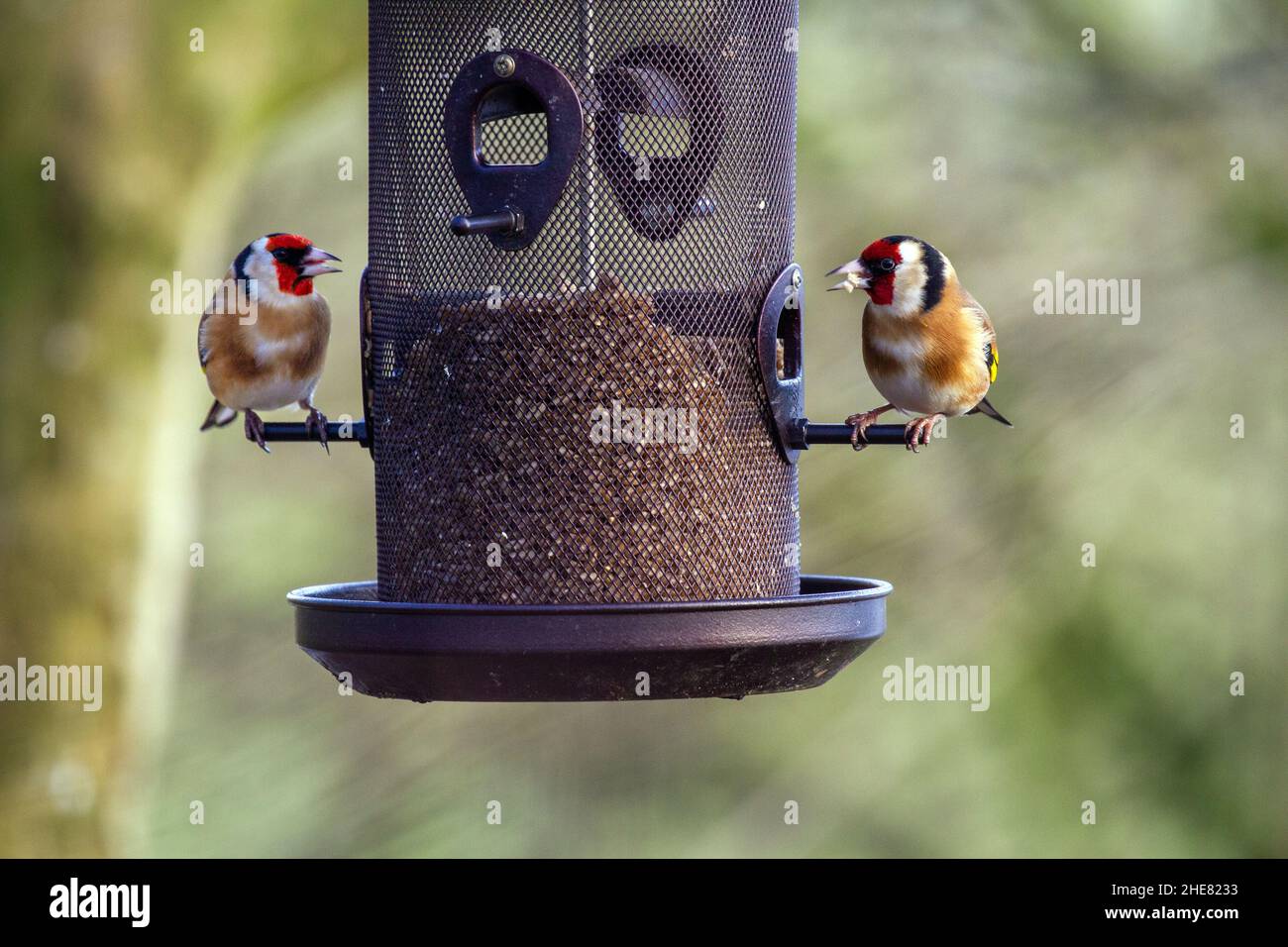 Une paire de deux cyanistes d'or Caeruleus se nourrissant de graines provenant d'un mangeoire à oiseaux sauvages de jardin Banque D'Images