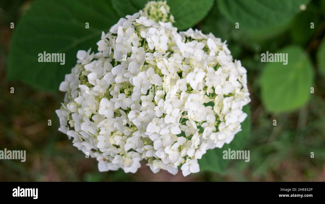 fleurs d'hortensia blanches vue de dessus vue de dessus peu profonde profondeur de champ. Banque D'Images