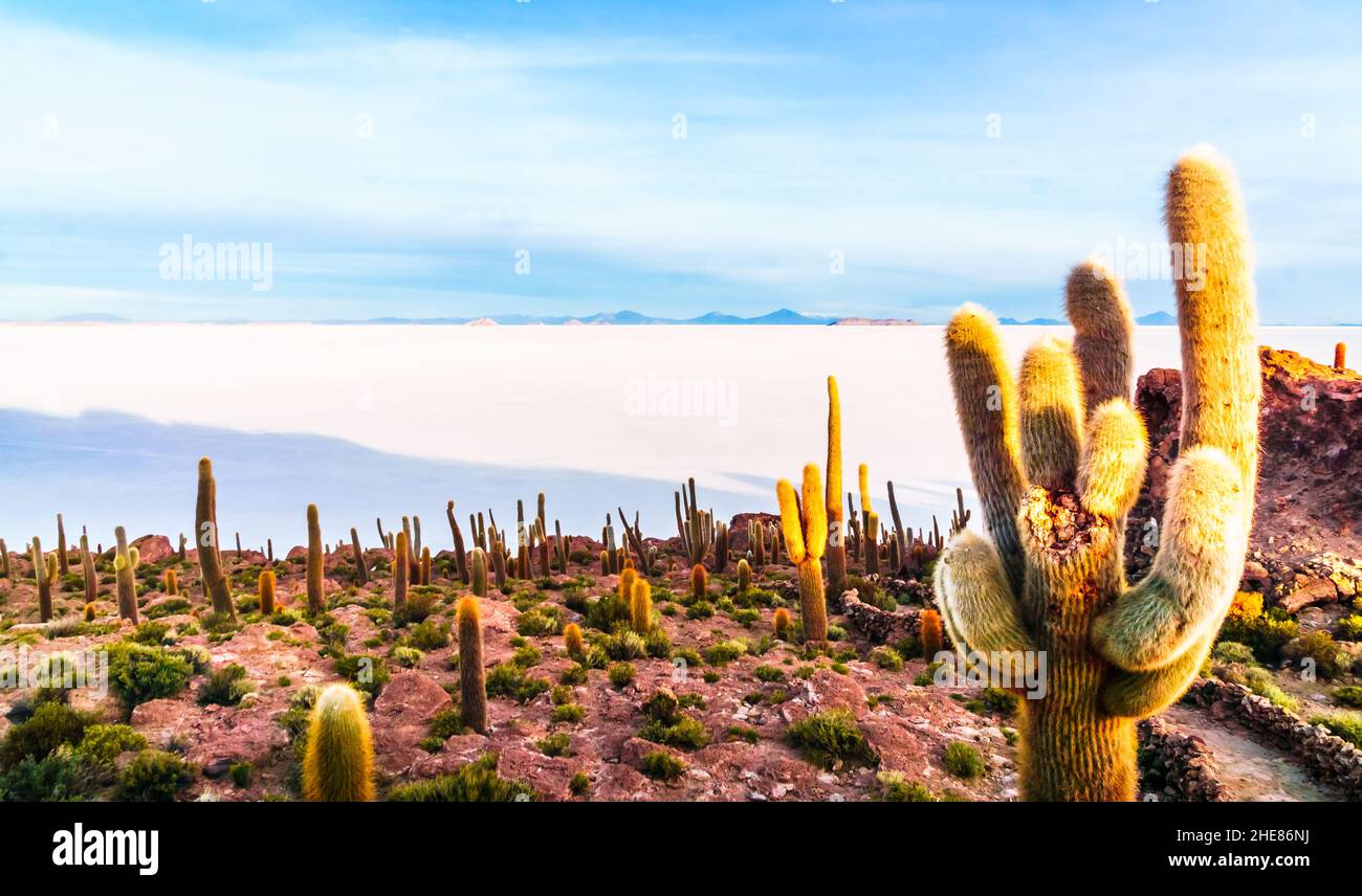 Vue sur le lever du soleil sur le lac de sel de l'île incahuasi par Uyuni en Bolivie Banque D'Images